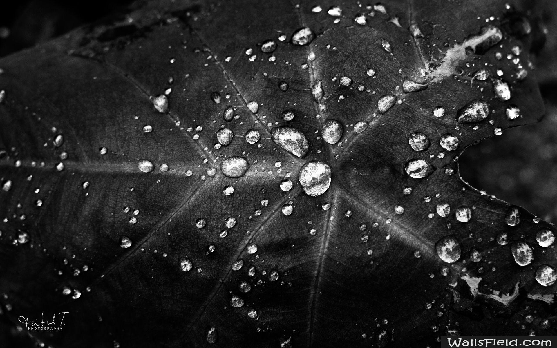 Rain Drops. Free HD wallpaper, Rain drops and HD wallpaper