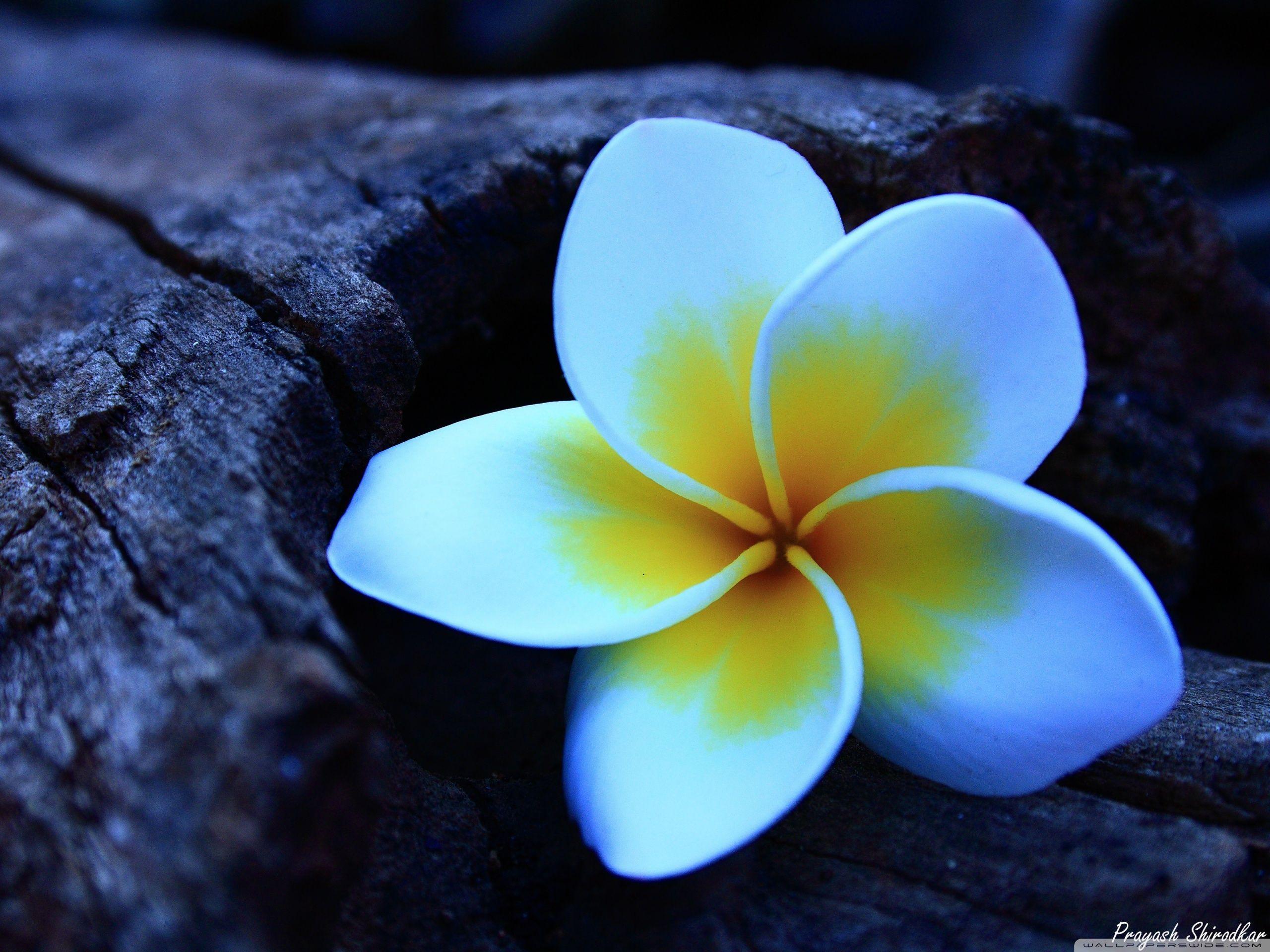 Frangipani HD desktop wallpaper, Widescreen, High Definition