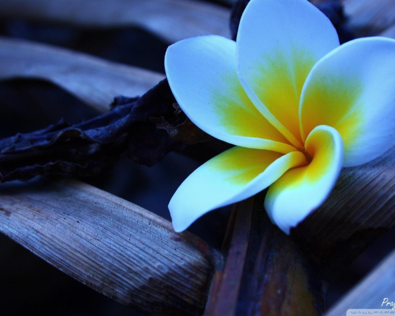 Desktop Wallpaper 1280x1024, Frangipani Flower Wallpaper X HD