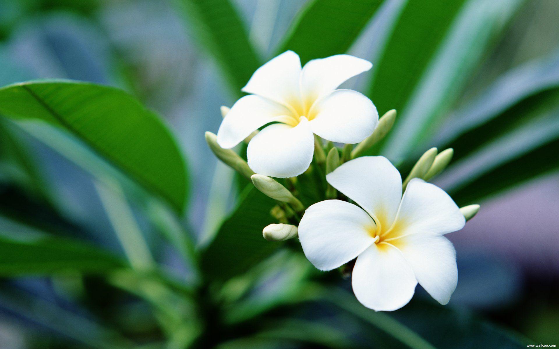 Frangipani Wallpaper, Picture, Image