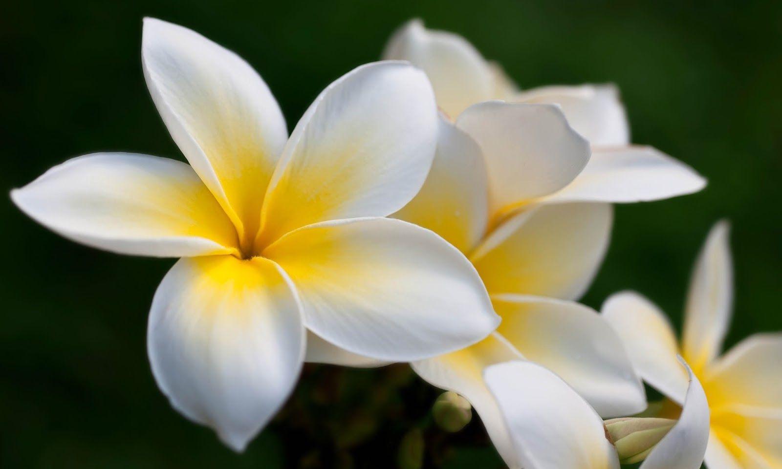 Wallpapers Frangipani - Wallpaper Cave