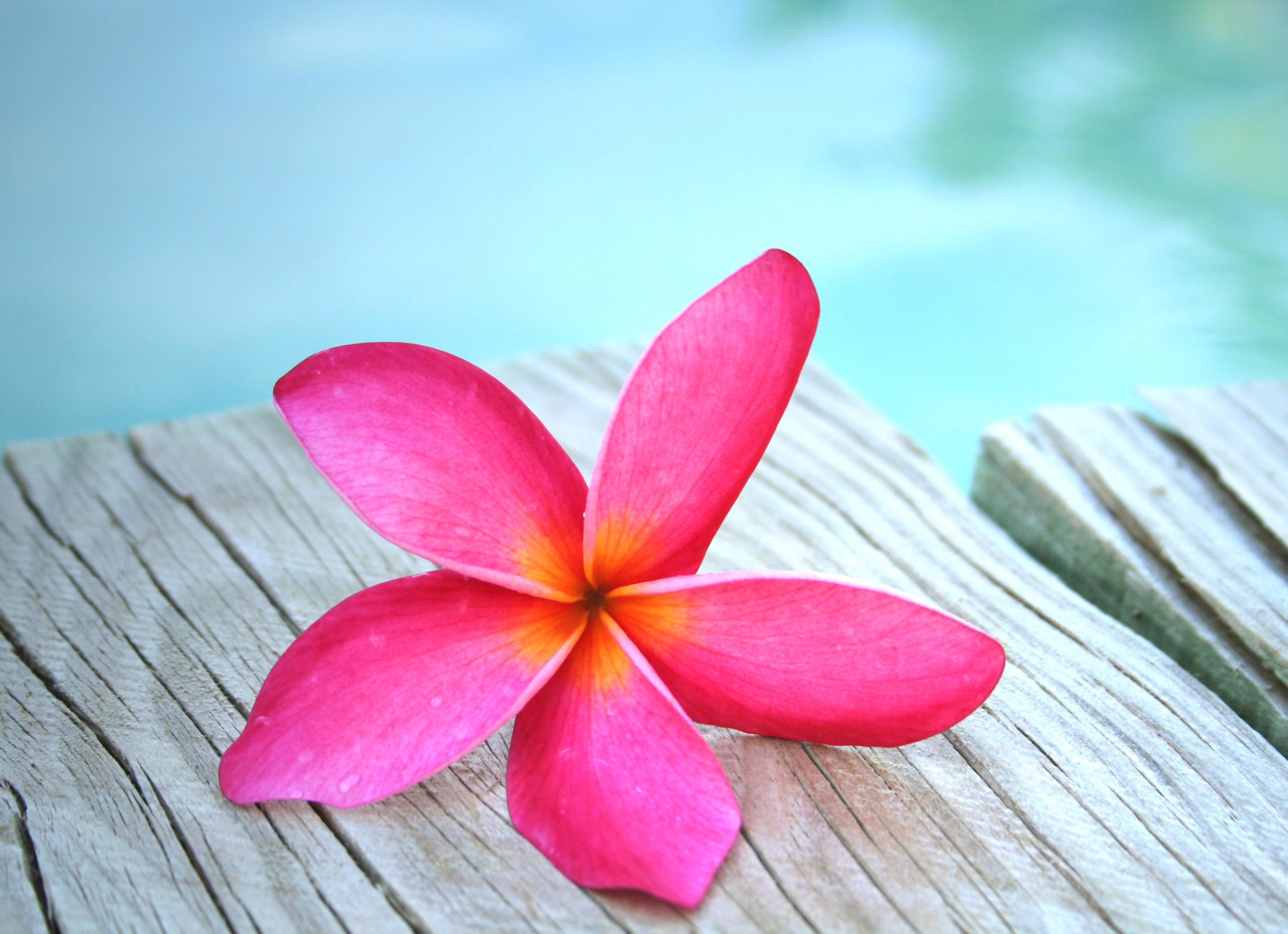 Hawaiian Flower Desktop Wallpaper