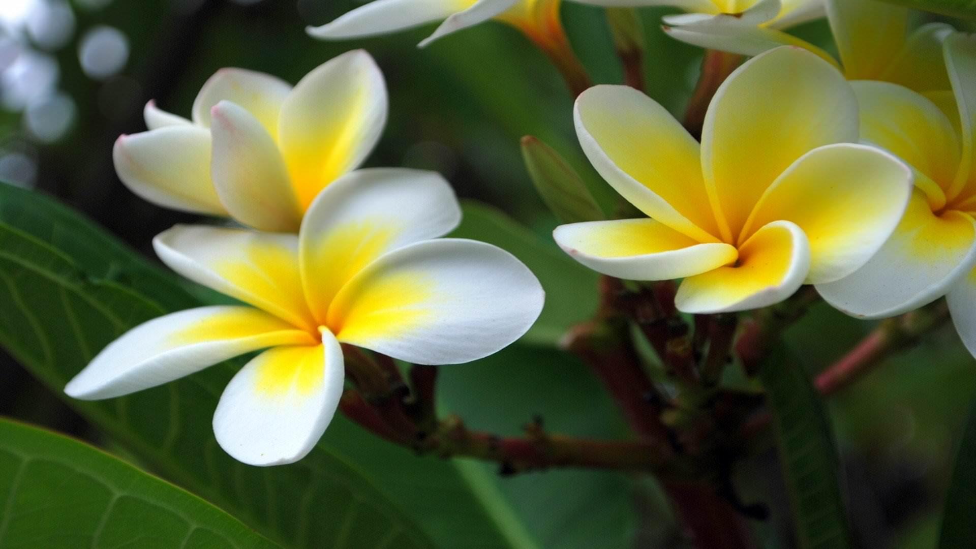 Plumeria (Frangipani) wallpaper 1920x1080 Full HD (1080p) desktop