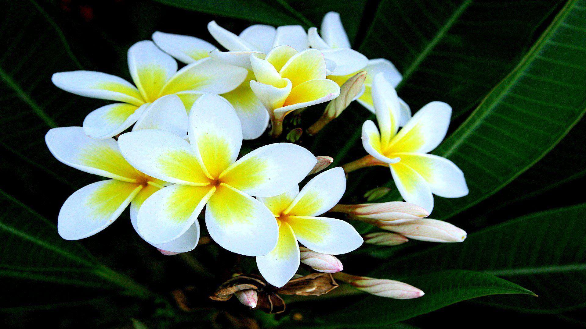 Frangipani Full HD Wallpaper and Background Imagex1080