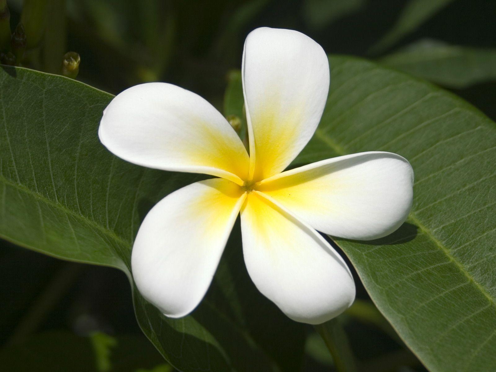3y45: Flowers Wallpaper: Frangipani Flowers Wallpaper