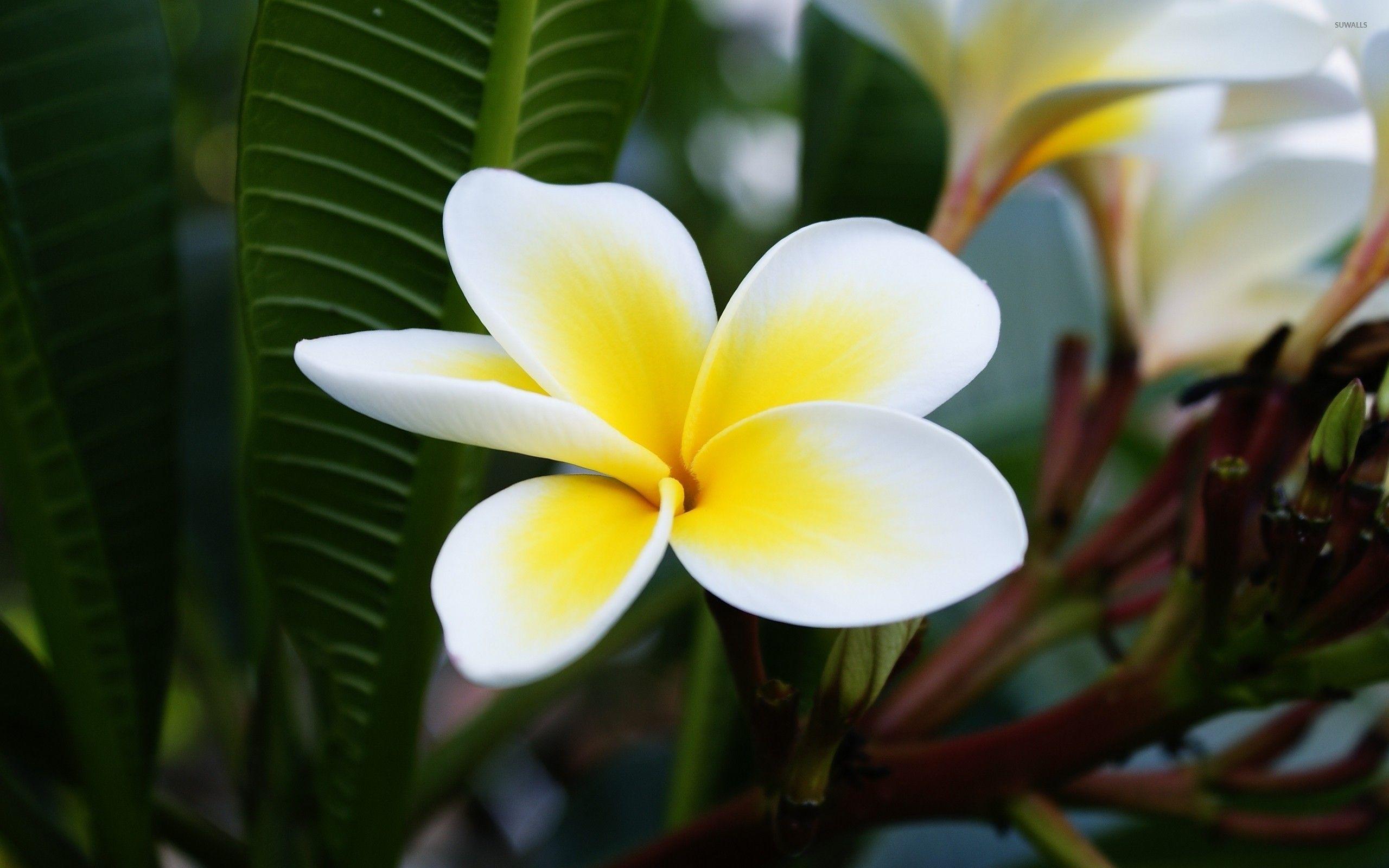 Plumeria [2] wallpaper wallpaper