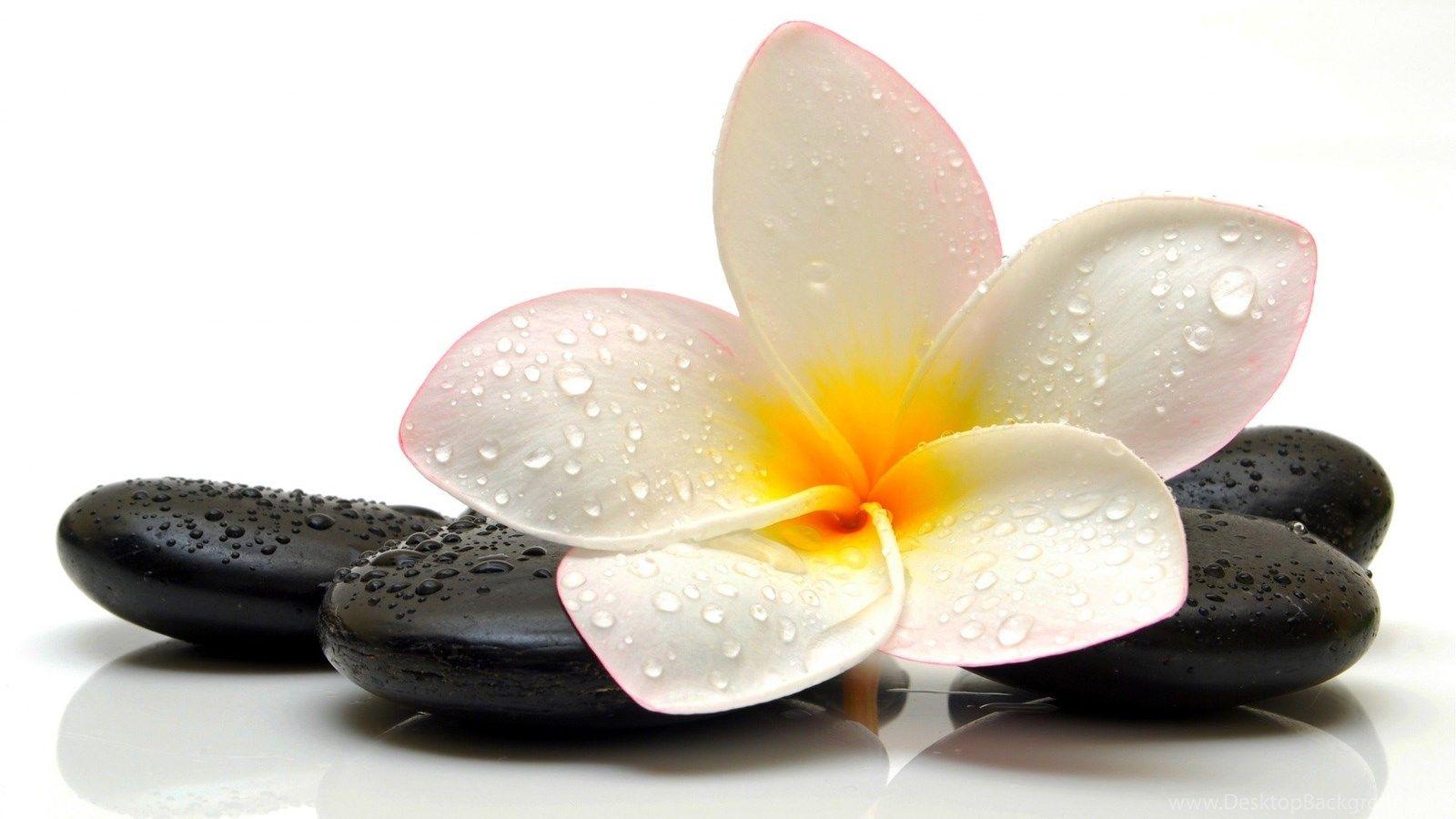 Wallpaper Flower, Drop, Plumeria, Stone, Frangipani Flower