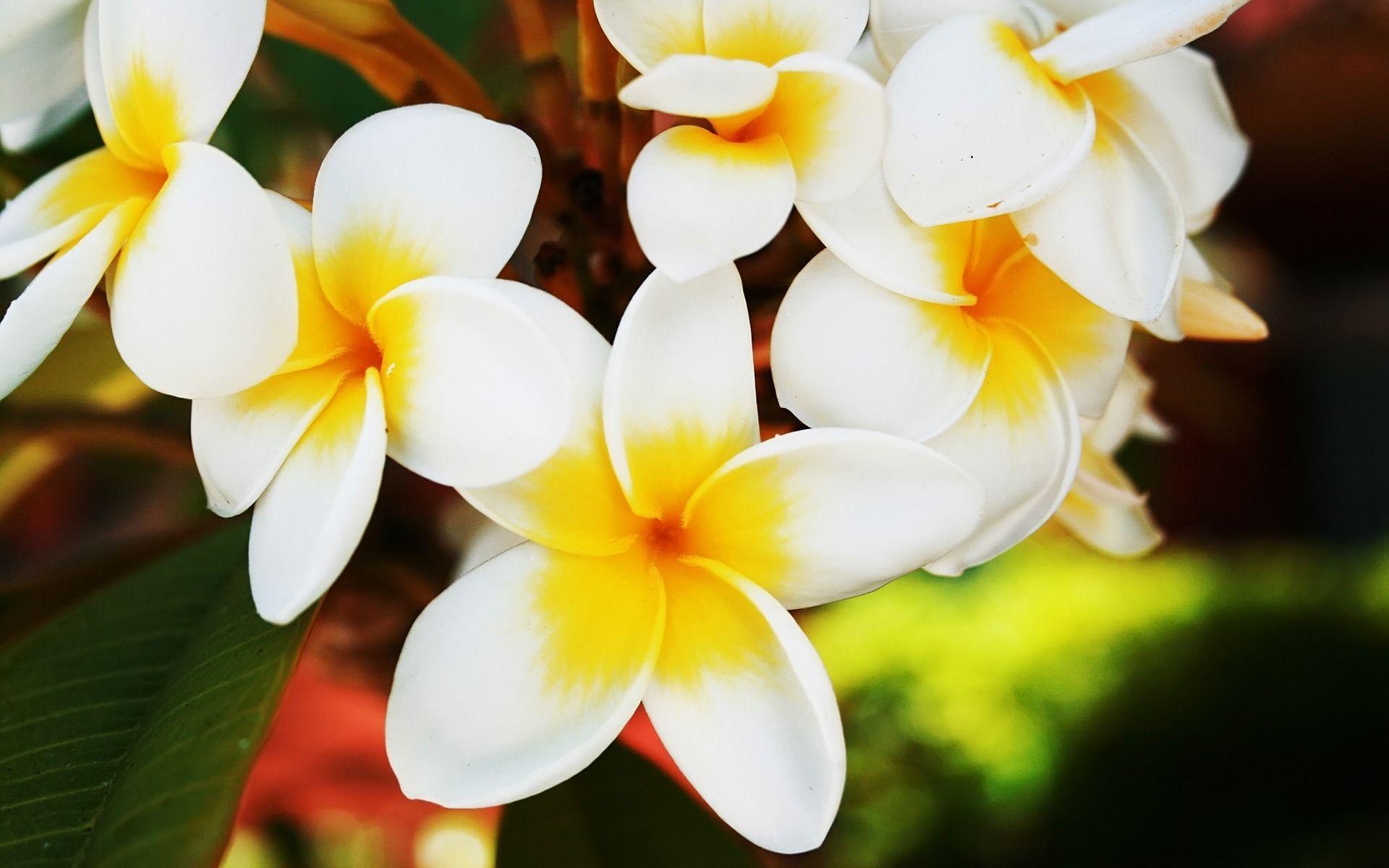 Frangipani Wallpaper Download Free