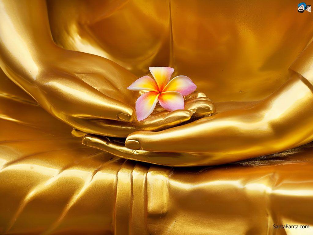 Frangipani Wallpaper