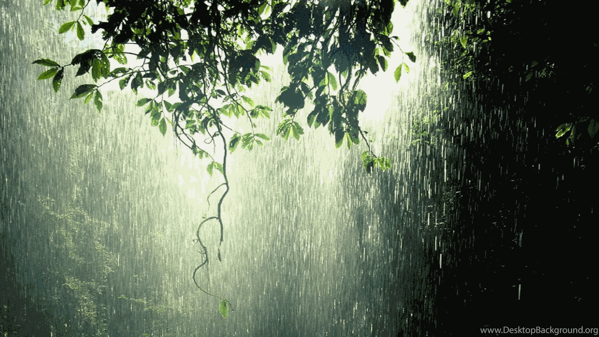 Raining In Forest Computer Wallpaper, Desktop Background