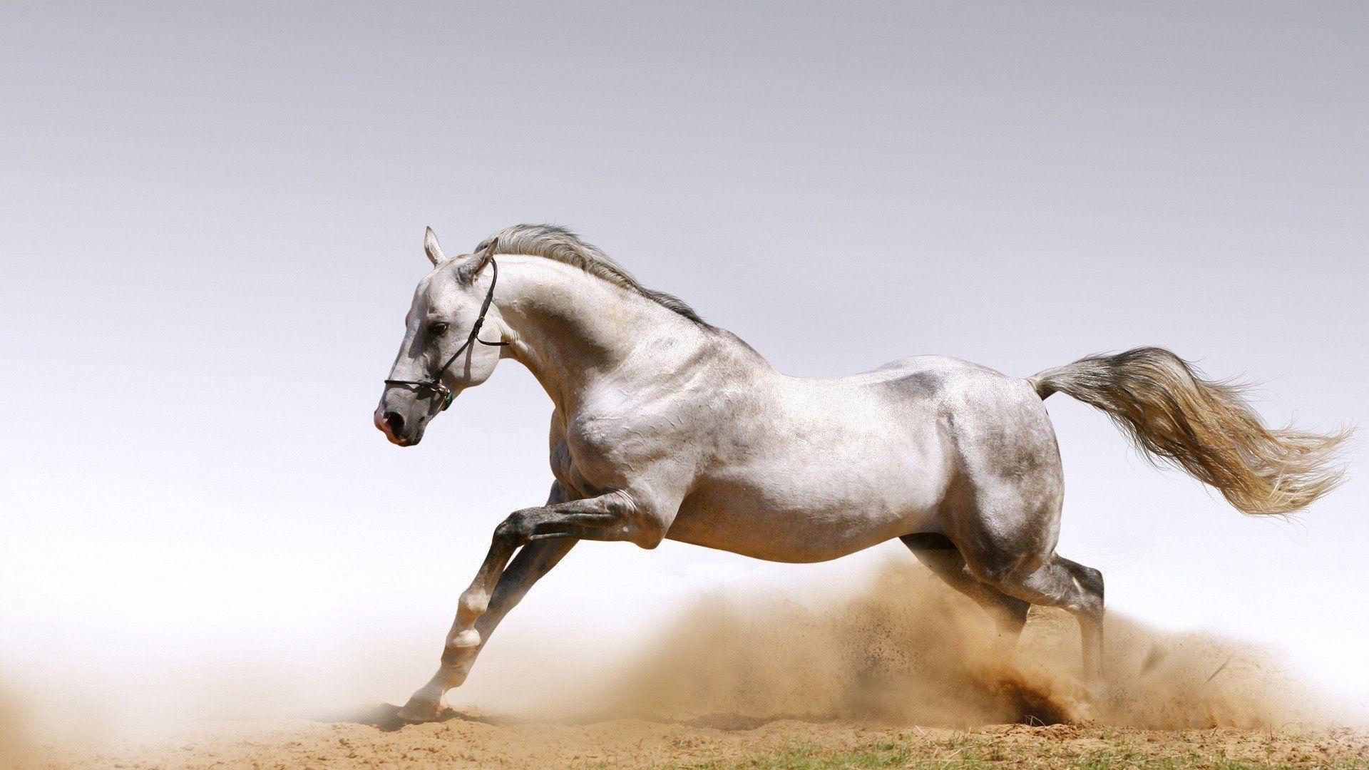 Animals horse arabian HD wallpaper picture HD Wallpaper