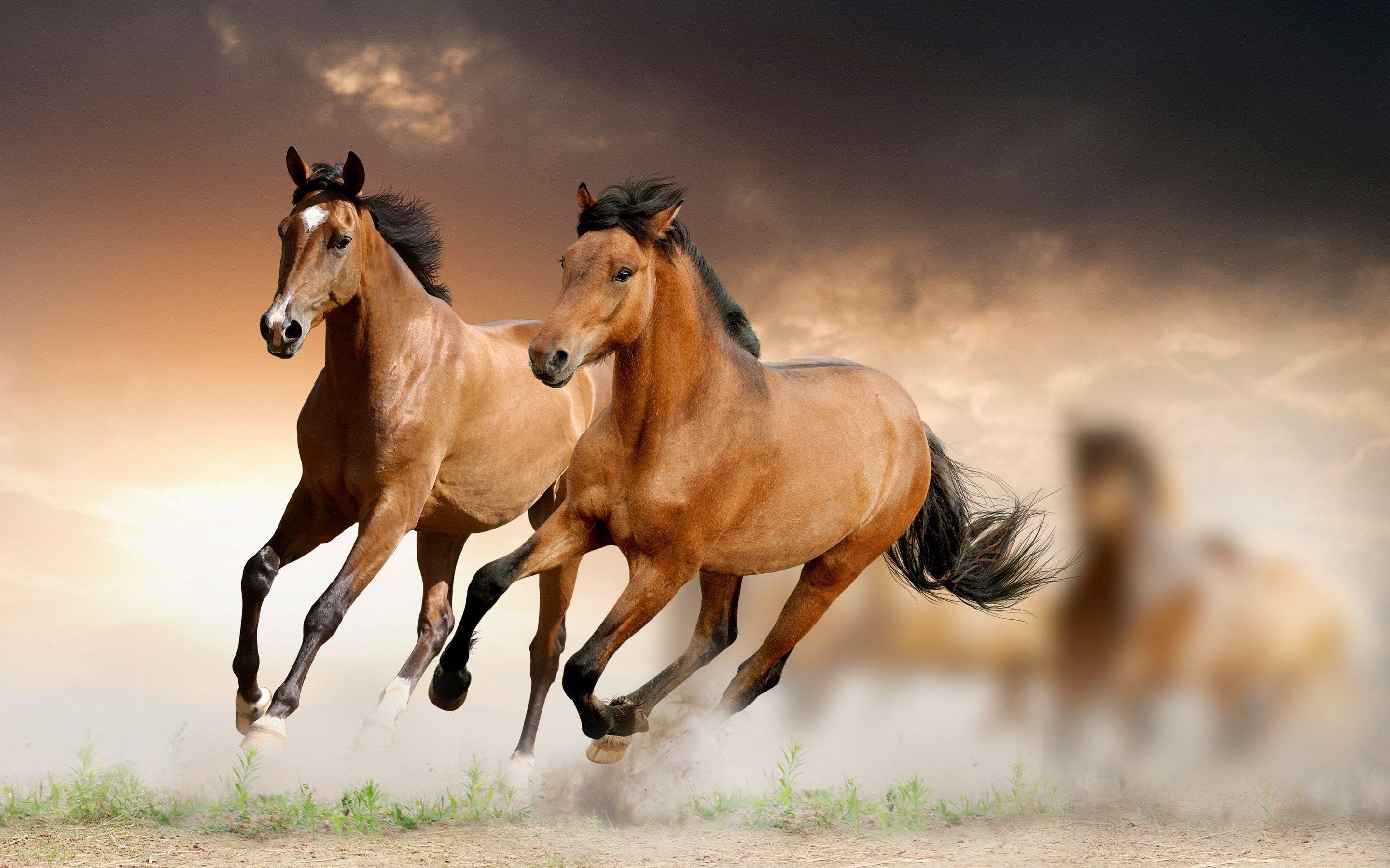 hi res 2880cx1800 arabian horse background