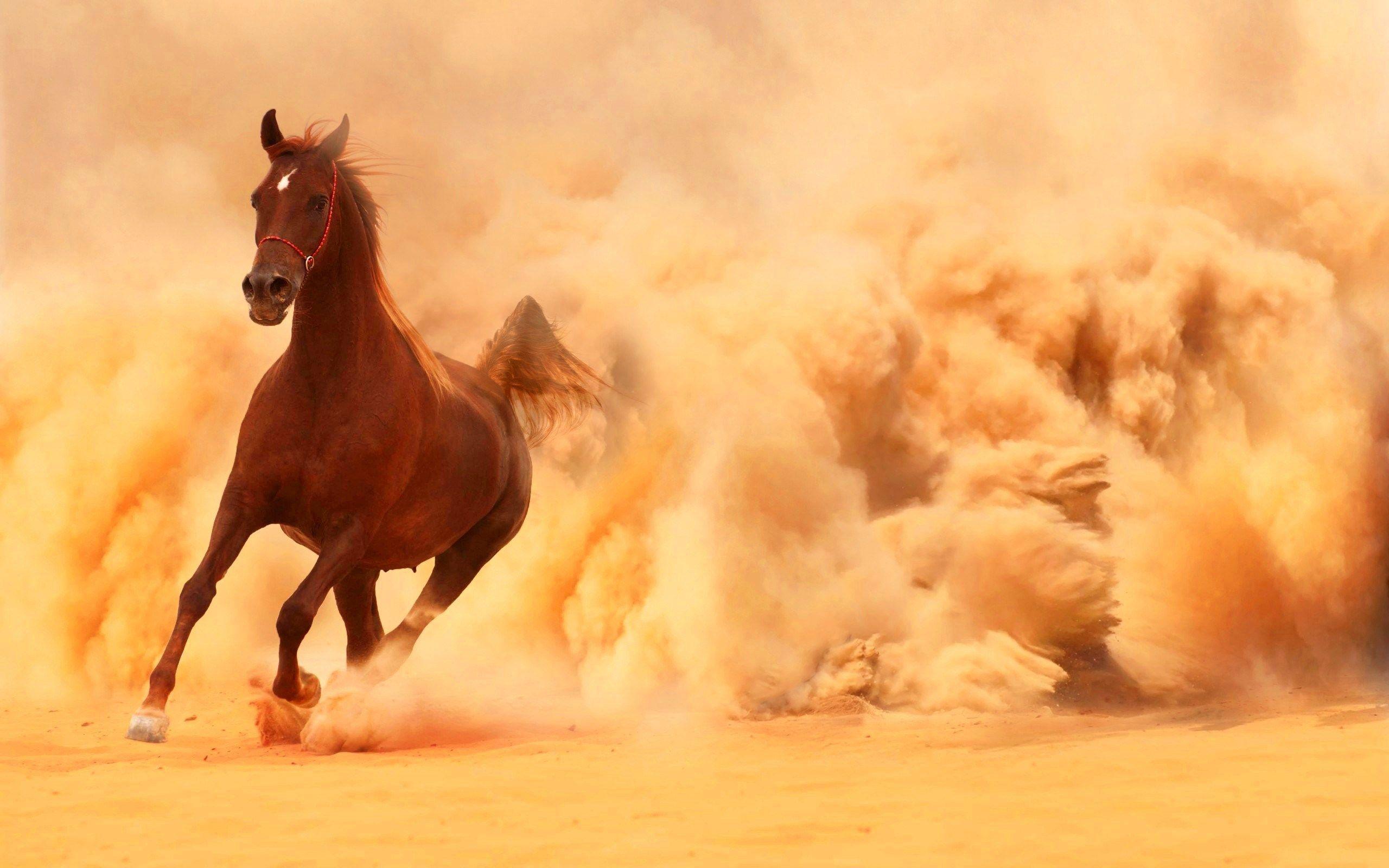 arabian horse running out of the desert storm widescreen background