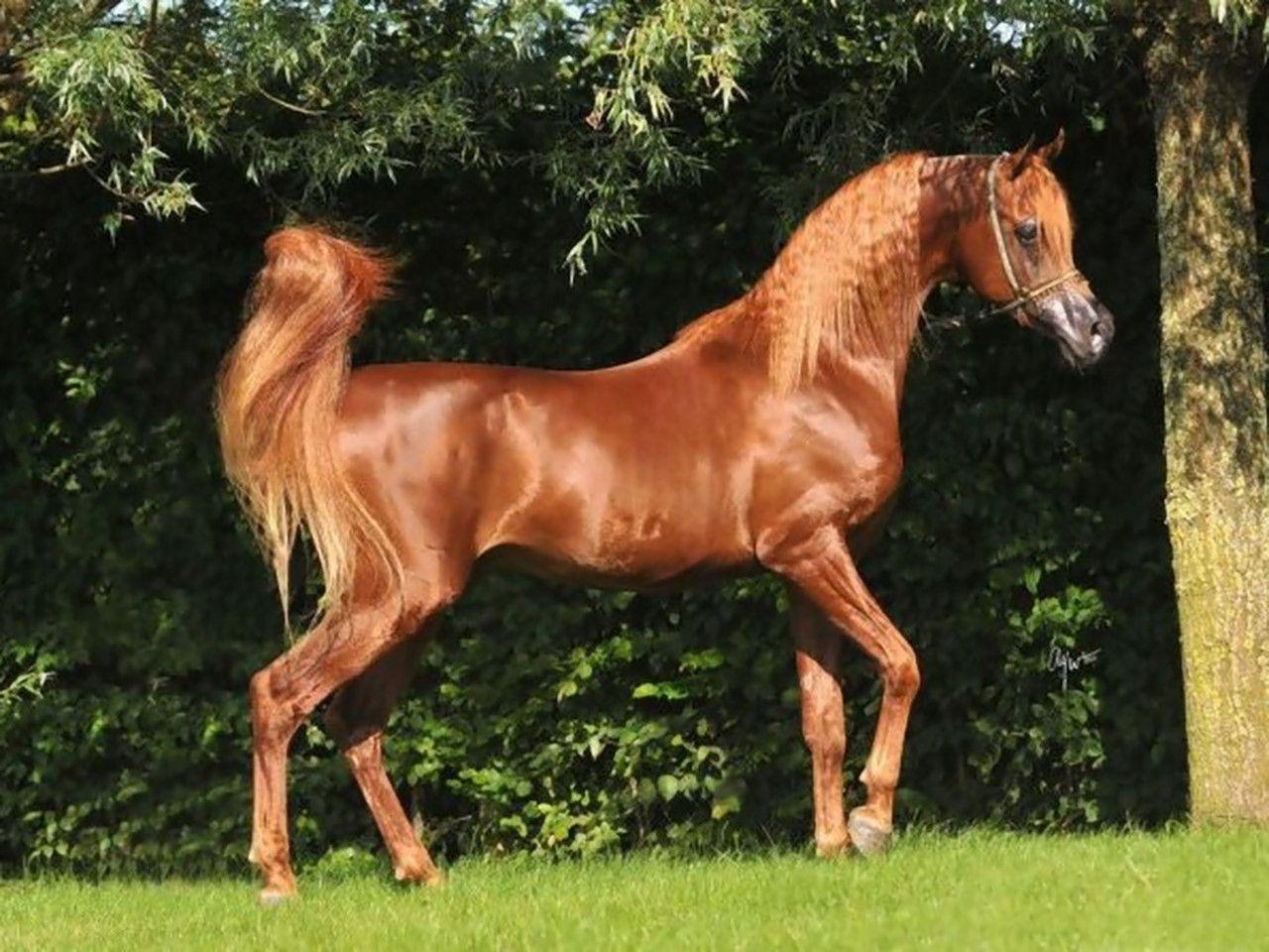 Верховые арабский породы лошадей