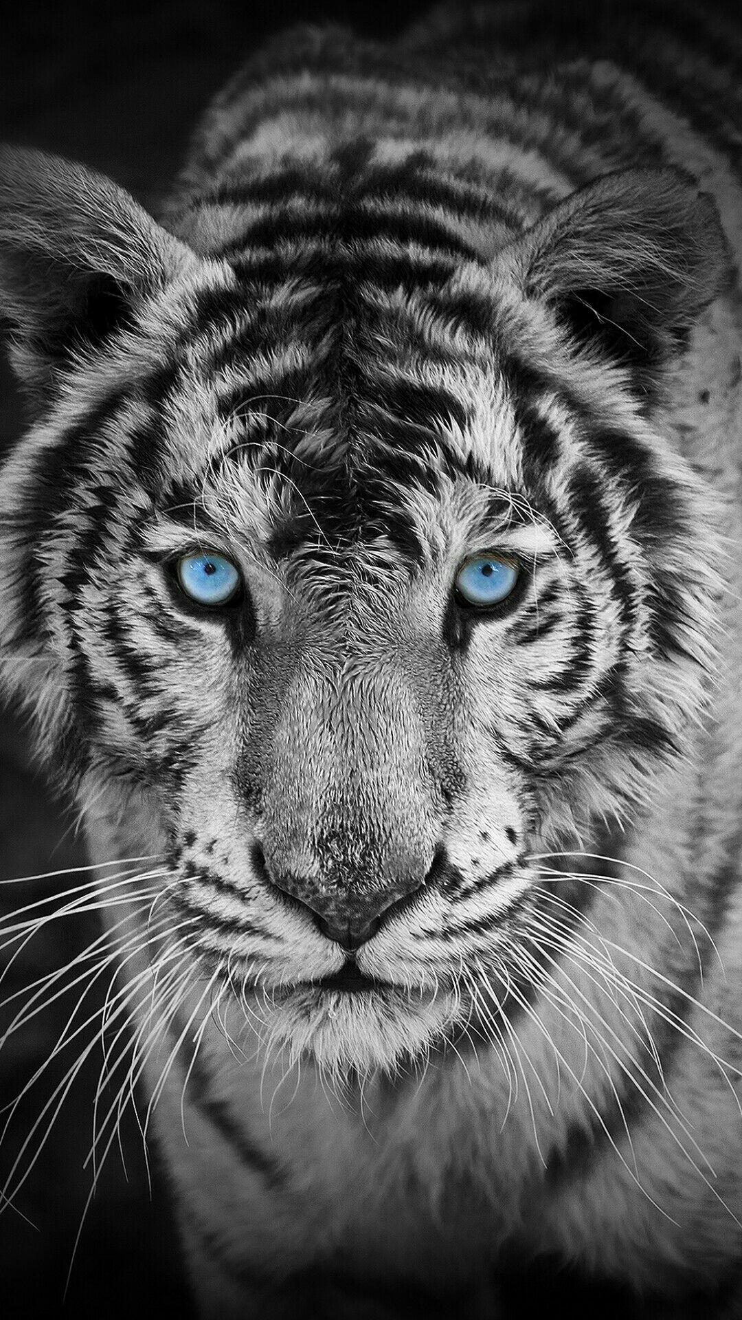 white tiger wallpaper for mobile