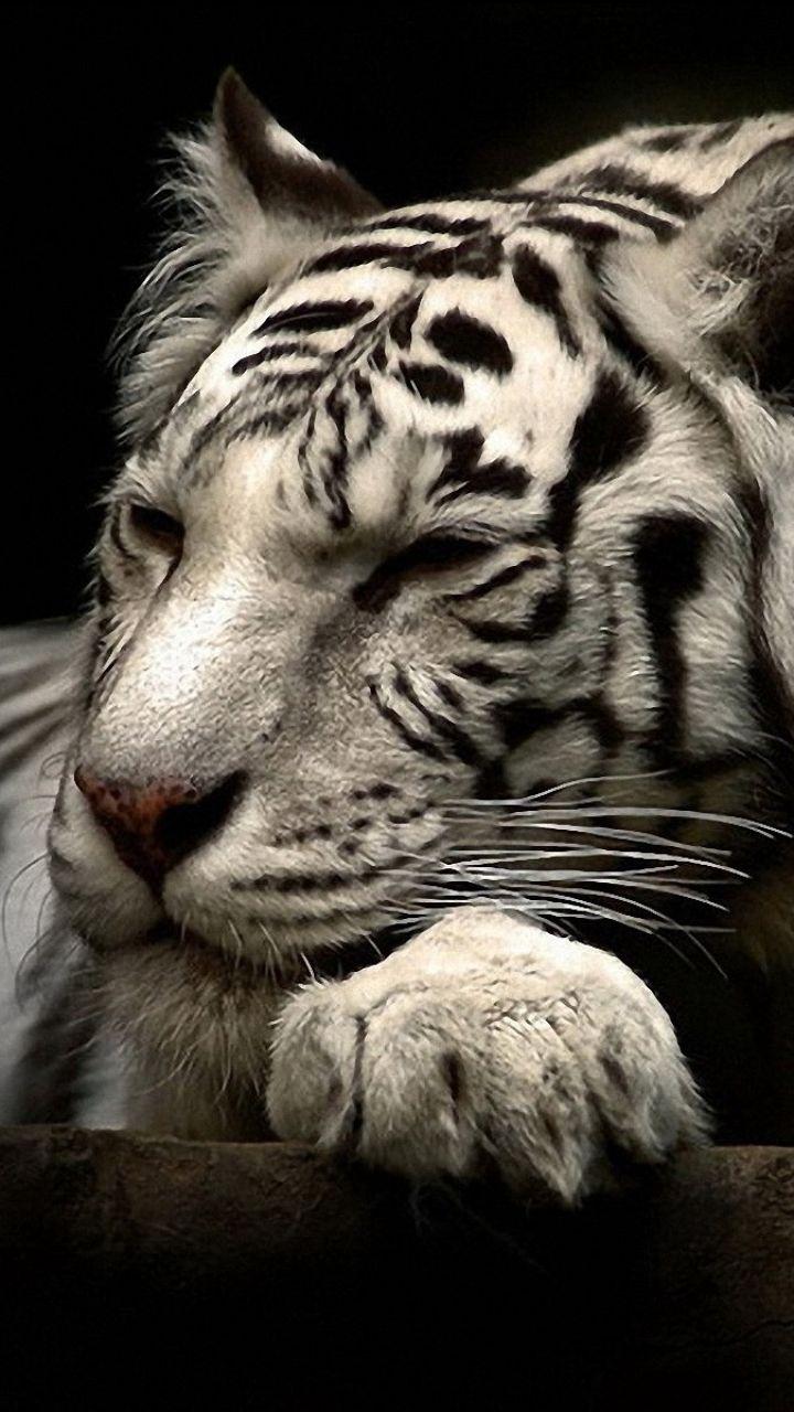 Animal White Tiger (720x1280) Wallpaper