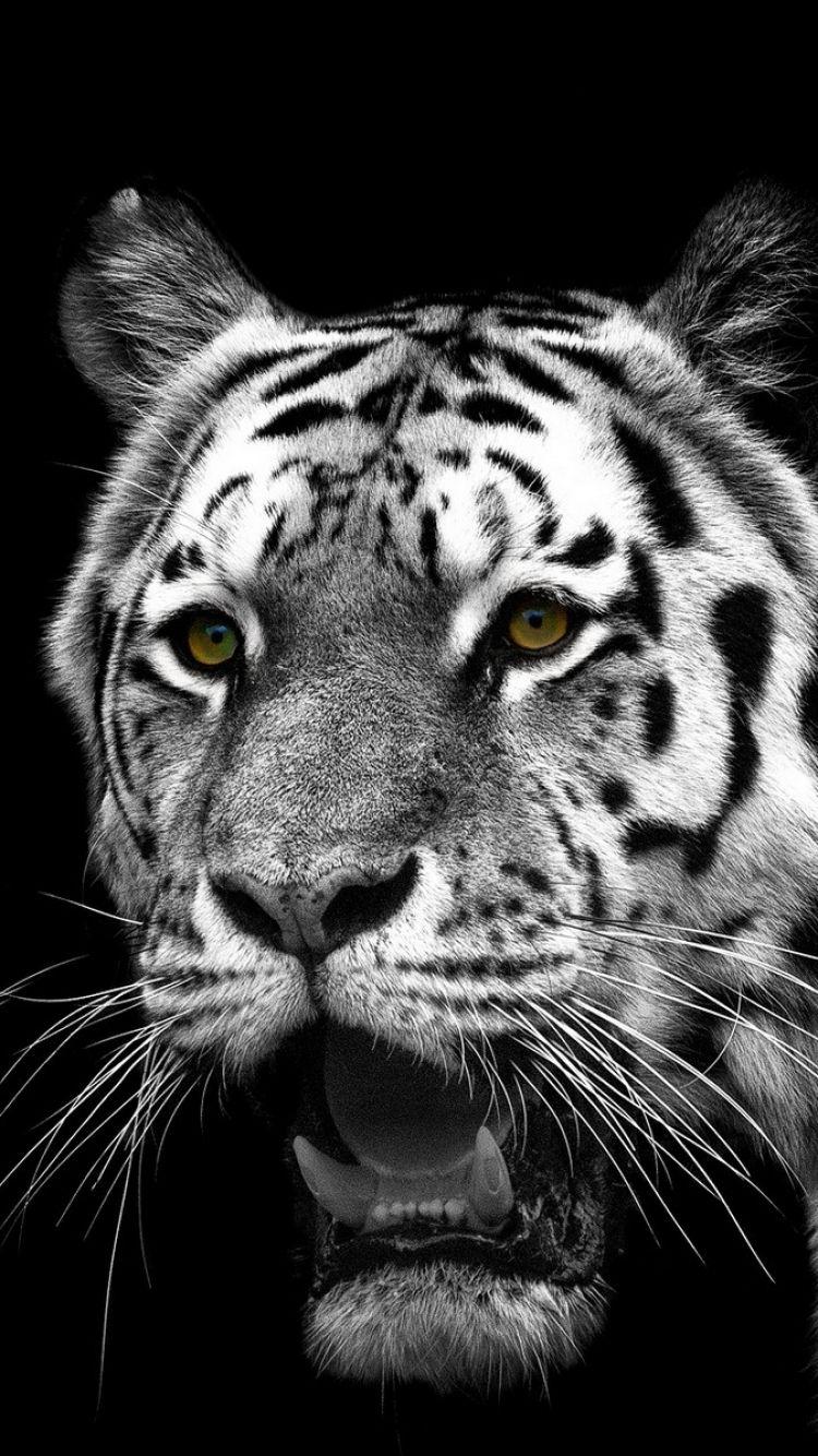 Animal White Tiger (750x1334) Wallpaper