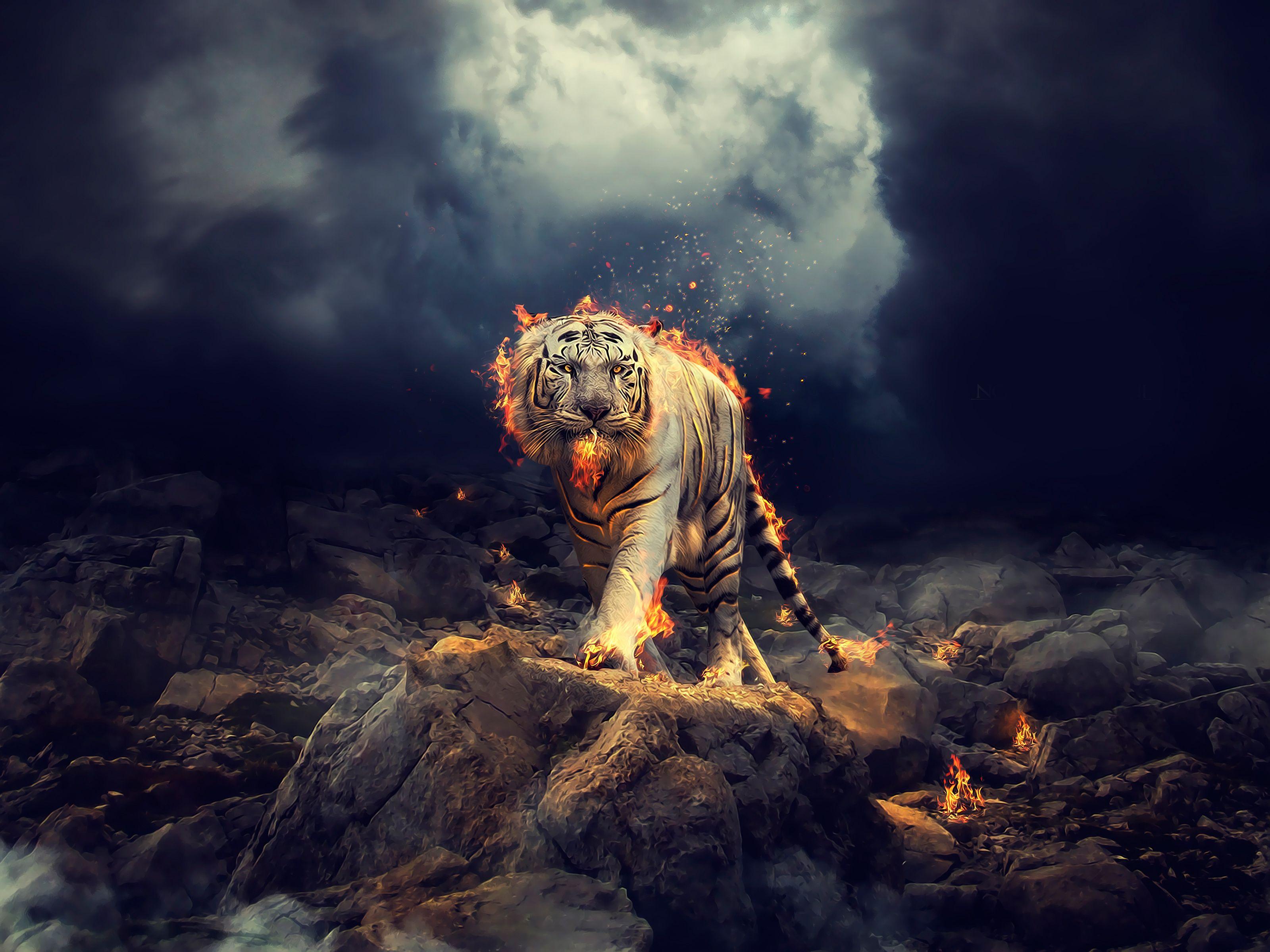 Wallpaper White Tiger, Fire, CGI, HD, Creative Graphics
