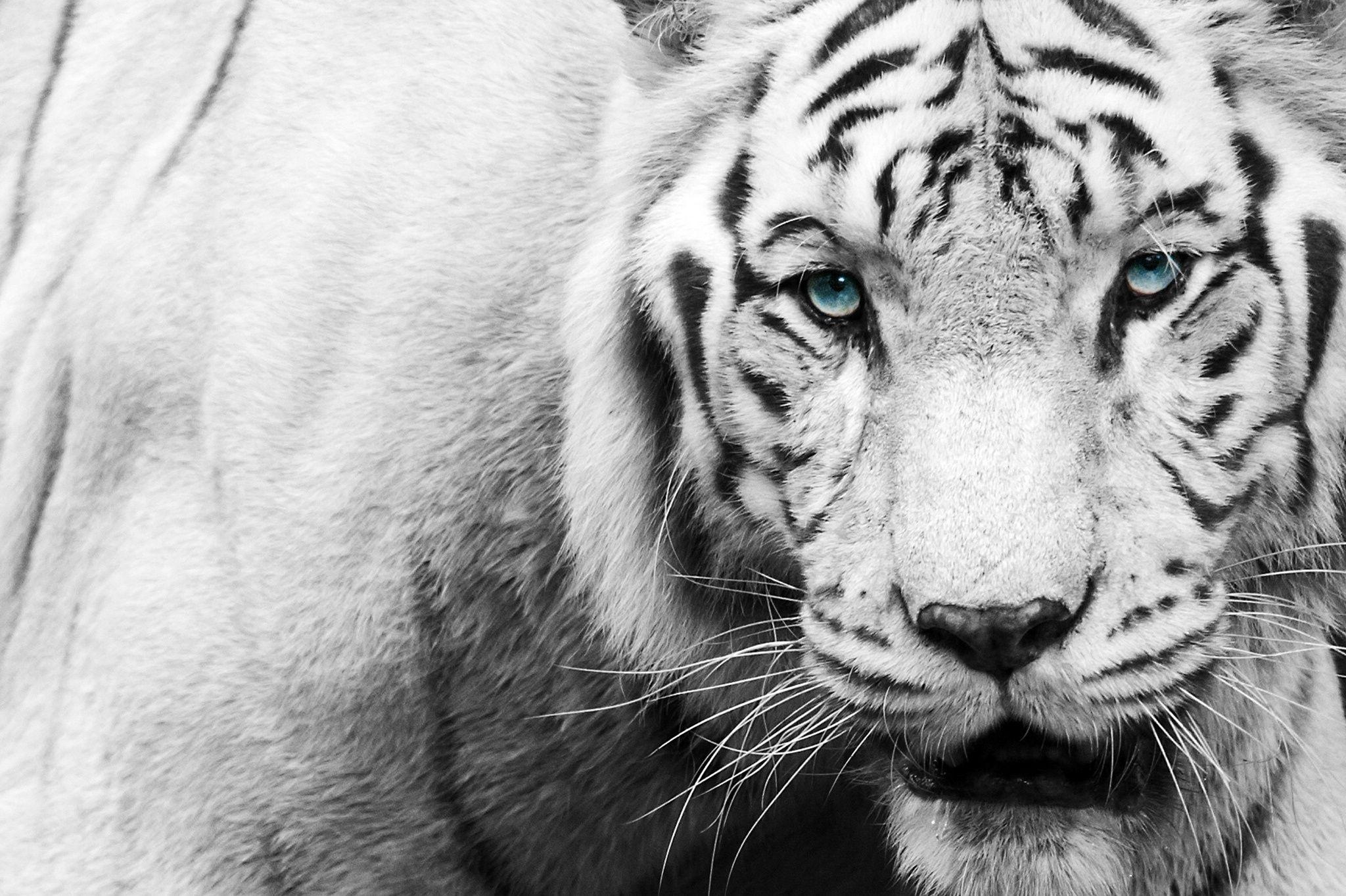 Black And White Tiger Fac HD Wallpaper, Background Image