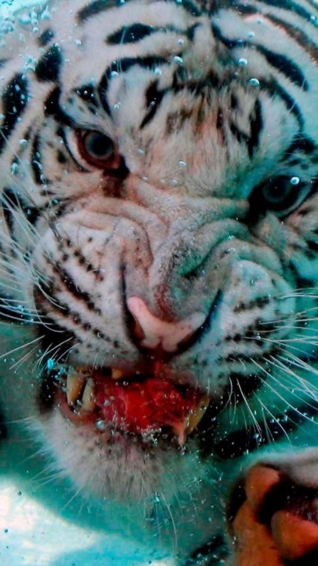 Animals diving water white tiger wallpaper