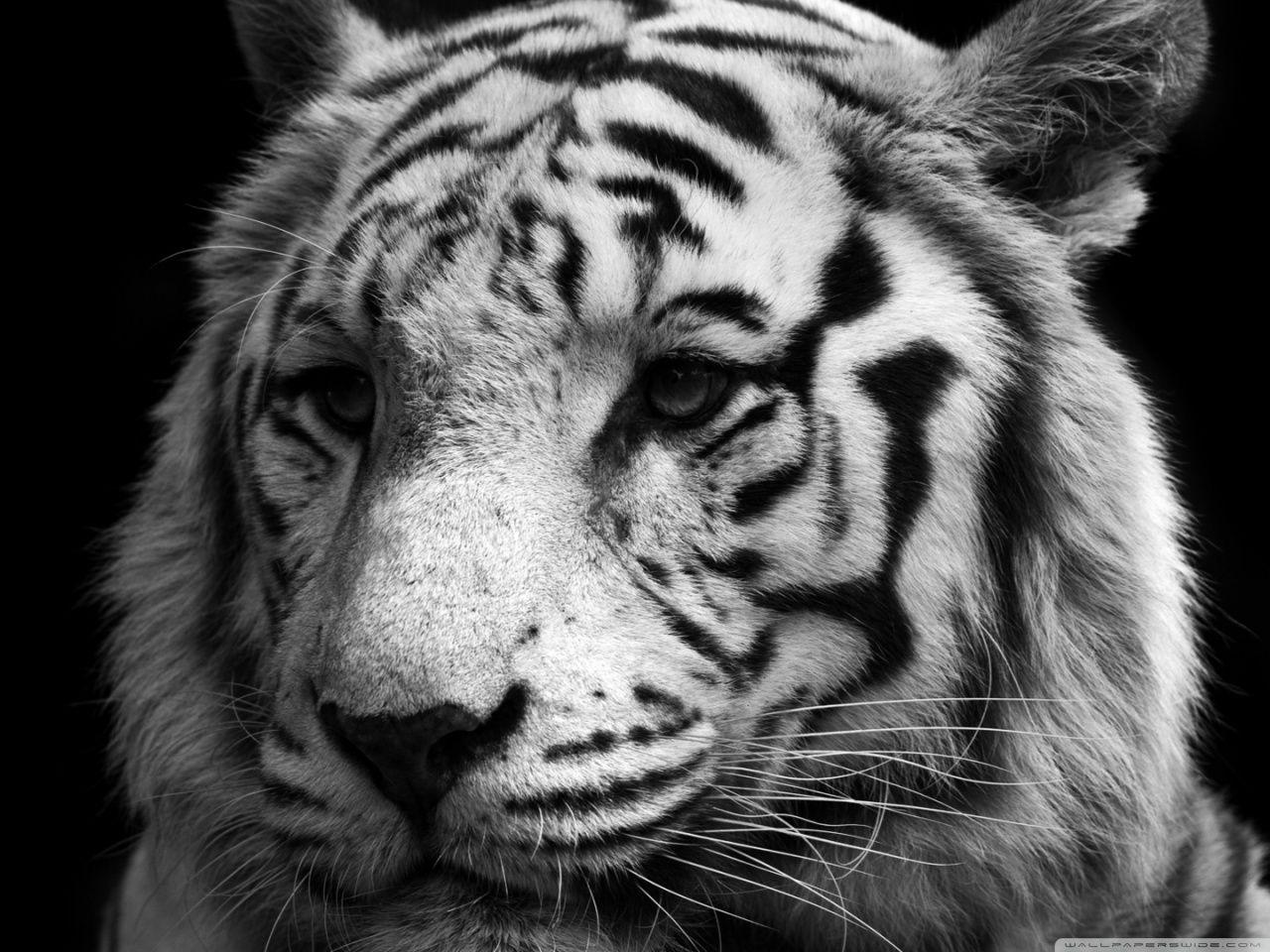 Tiger Black And White ❤ 4K HD Desktop Wallpaper for 4K Ultra HD TV