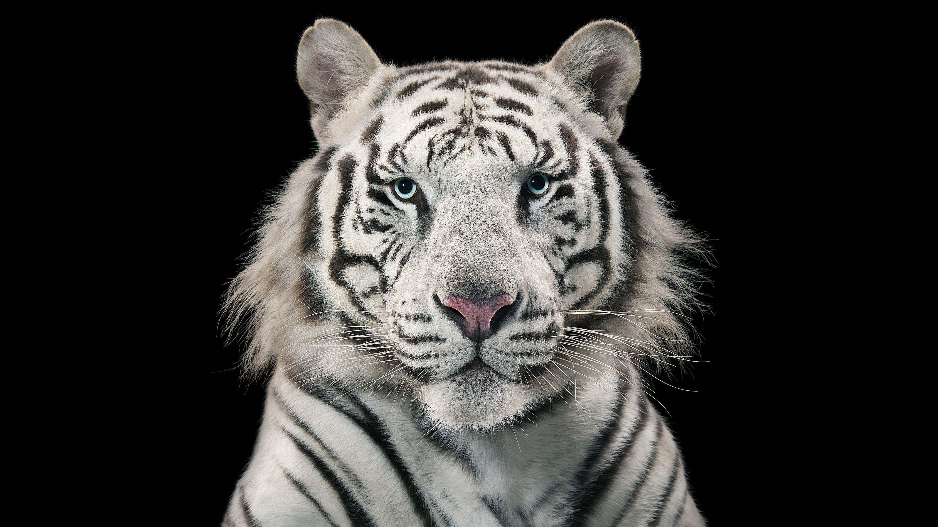 Wallpapers White tiger, Roaring, 4K, Animals,