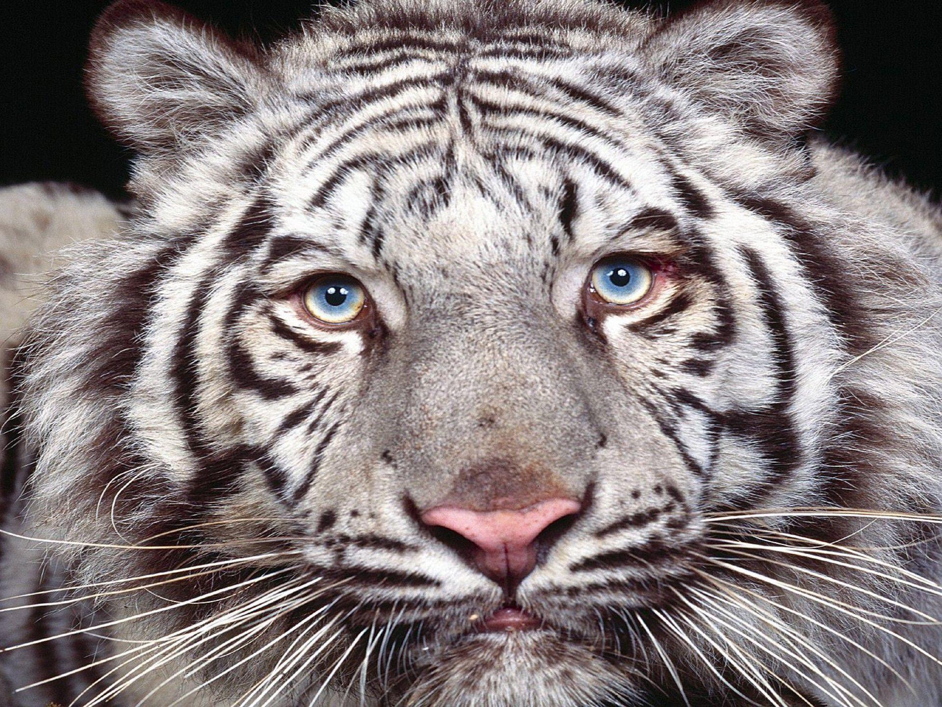 Desktop Photo Of Baby White Tigers Wallpaper Download HD Wallpaper