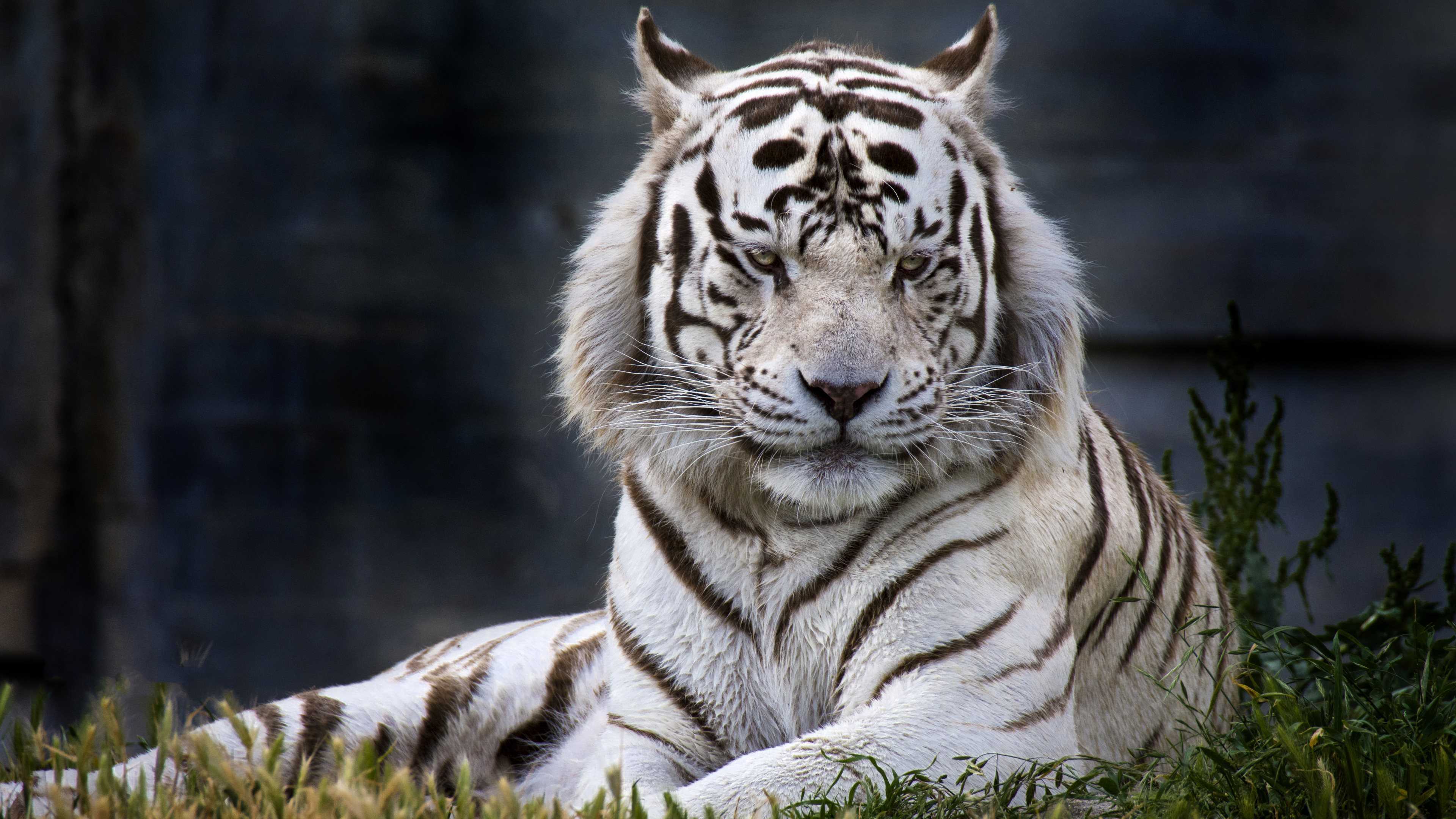 White Tiger Image Photo Picture Wallpaper HD Of Mobile Phones