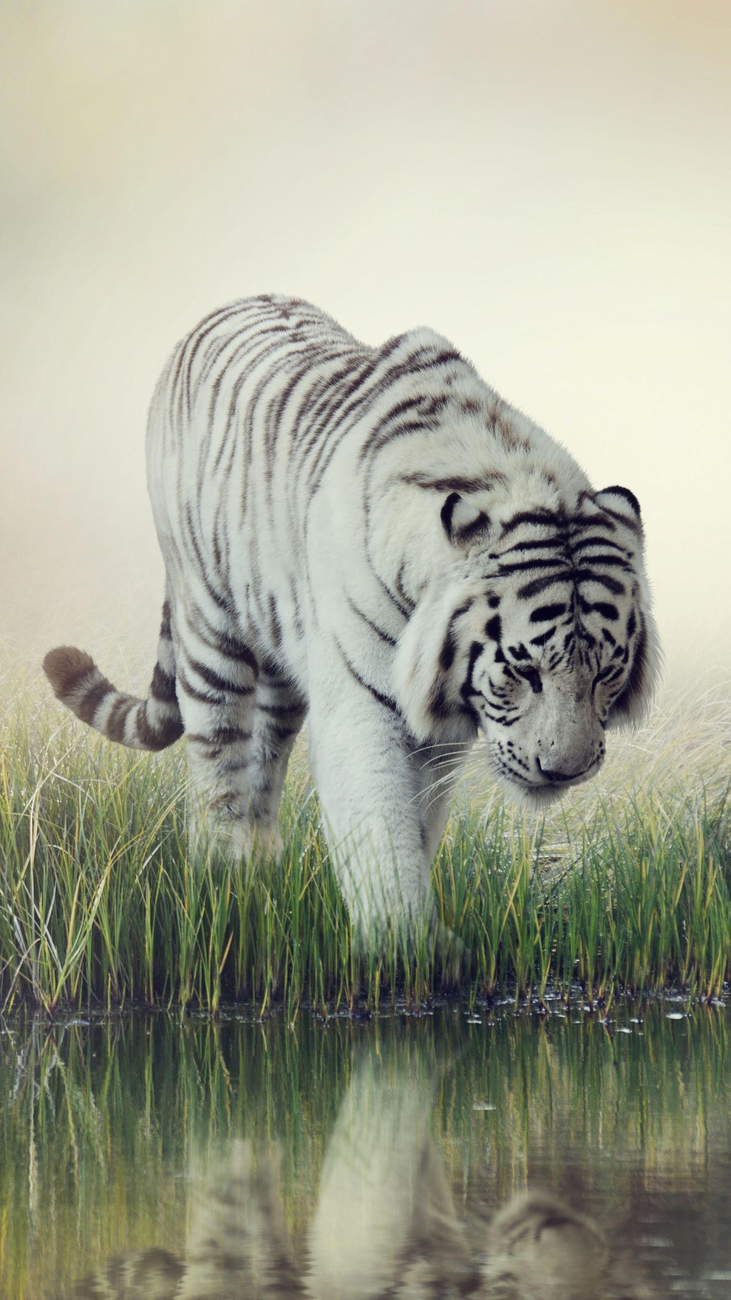 Animal White Tiger (1440x2560) Wallpaper