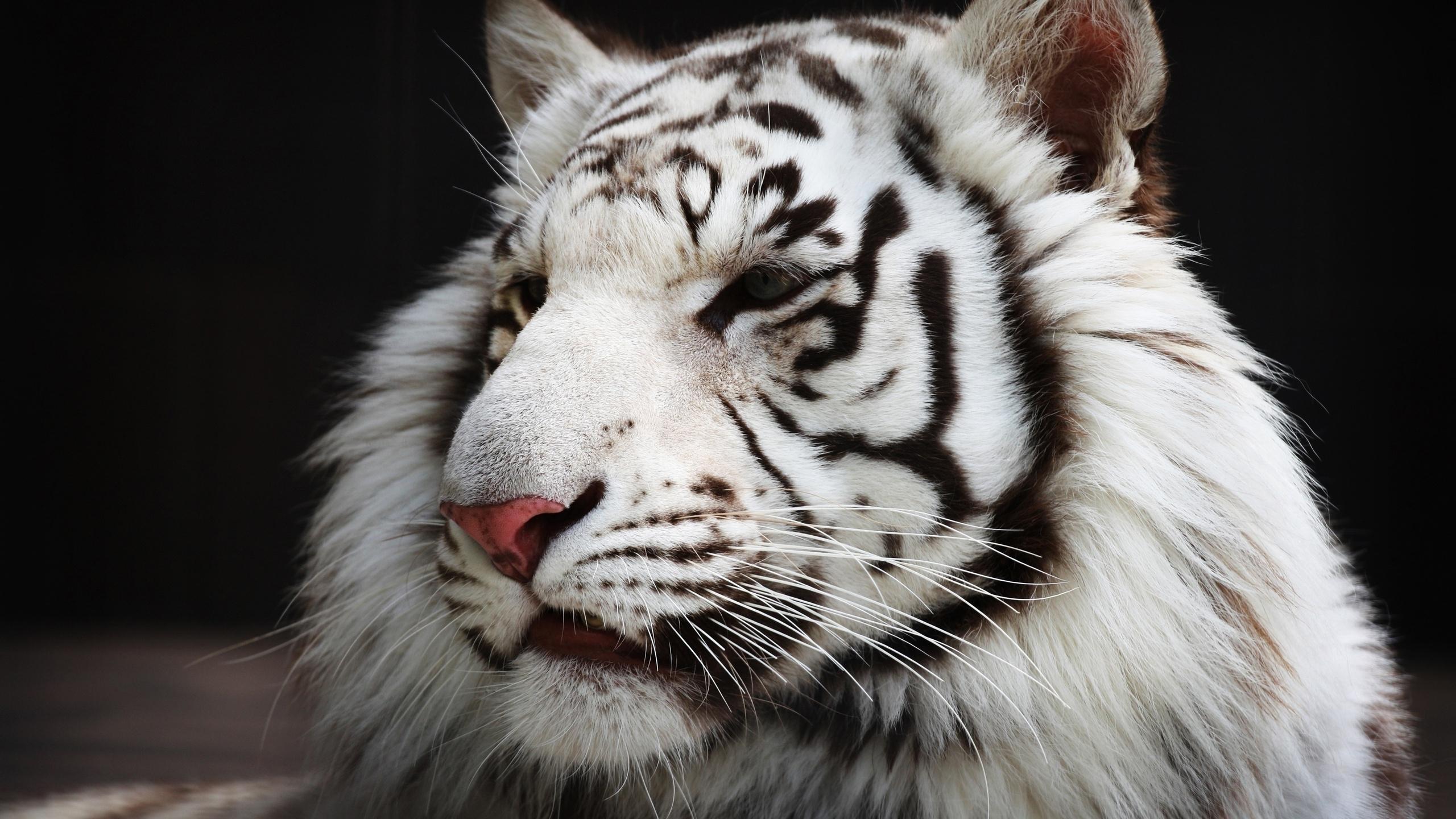 Animals Tiger White tiger HD Wallpaper, Desktop Background, Mobile