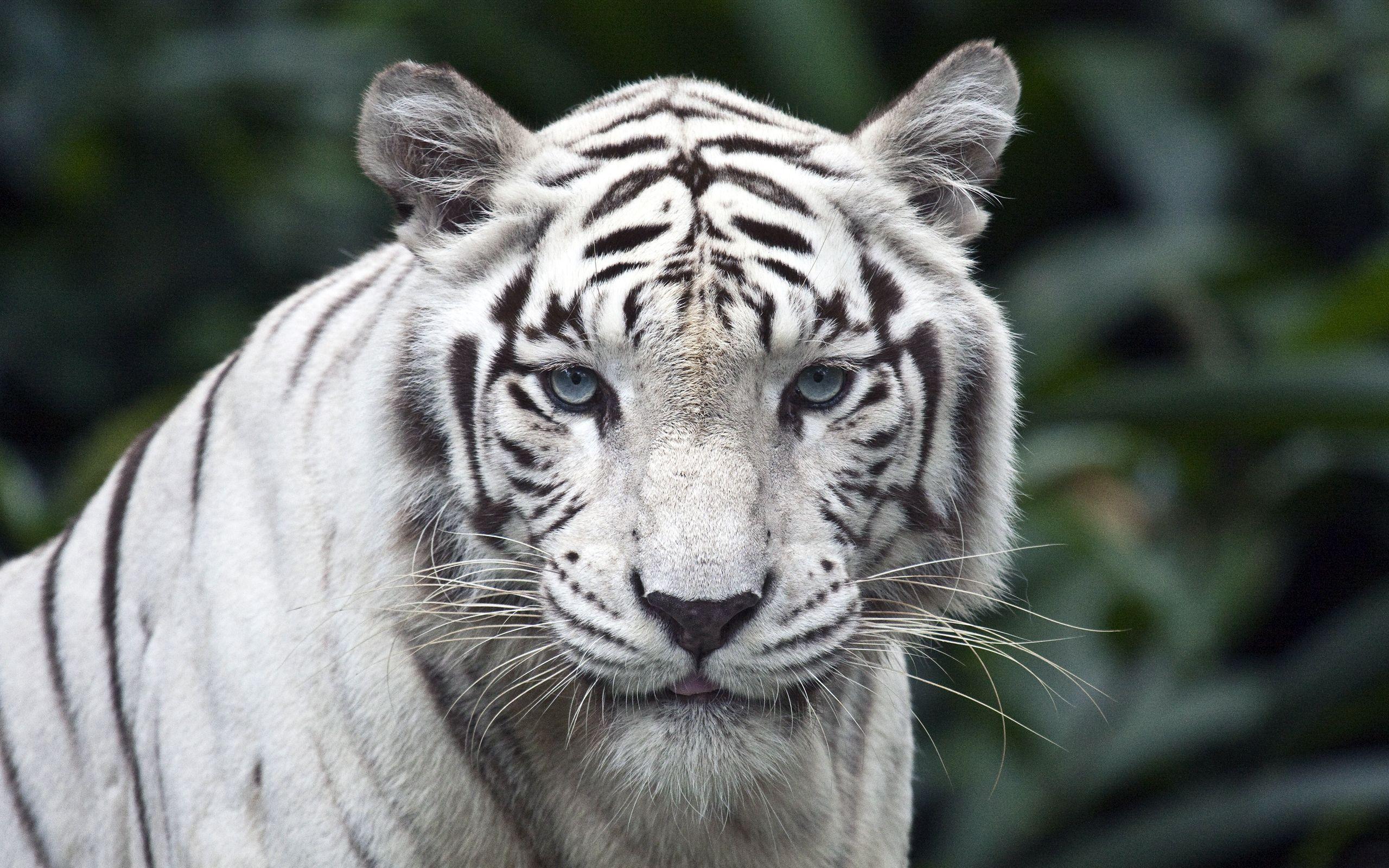 Wallpaper White tiger, Zoo, HD, Animals