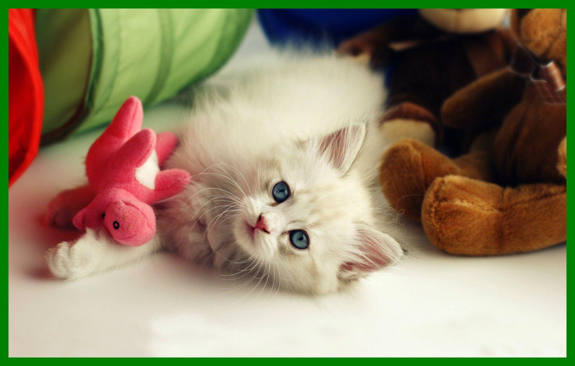 Incredible Wallpaper Wiki Cute Kitten Desktop Pic Of Pet Popular