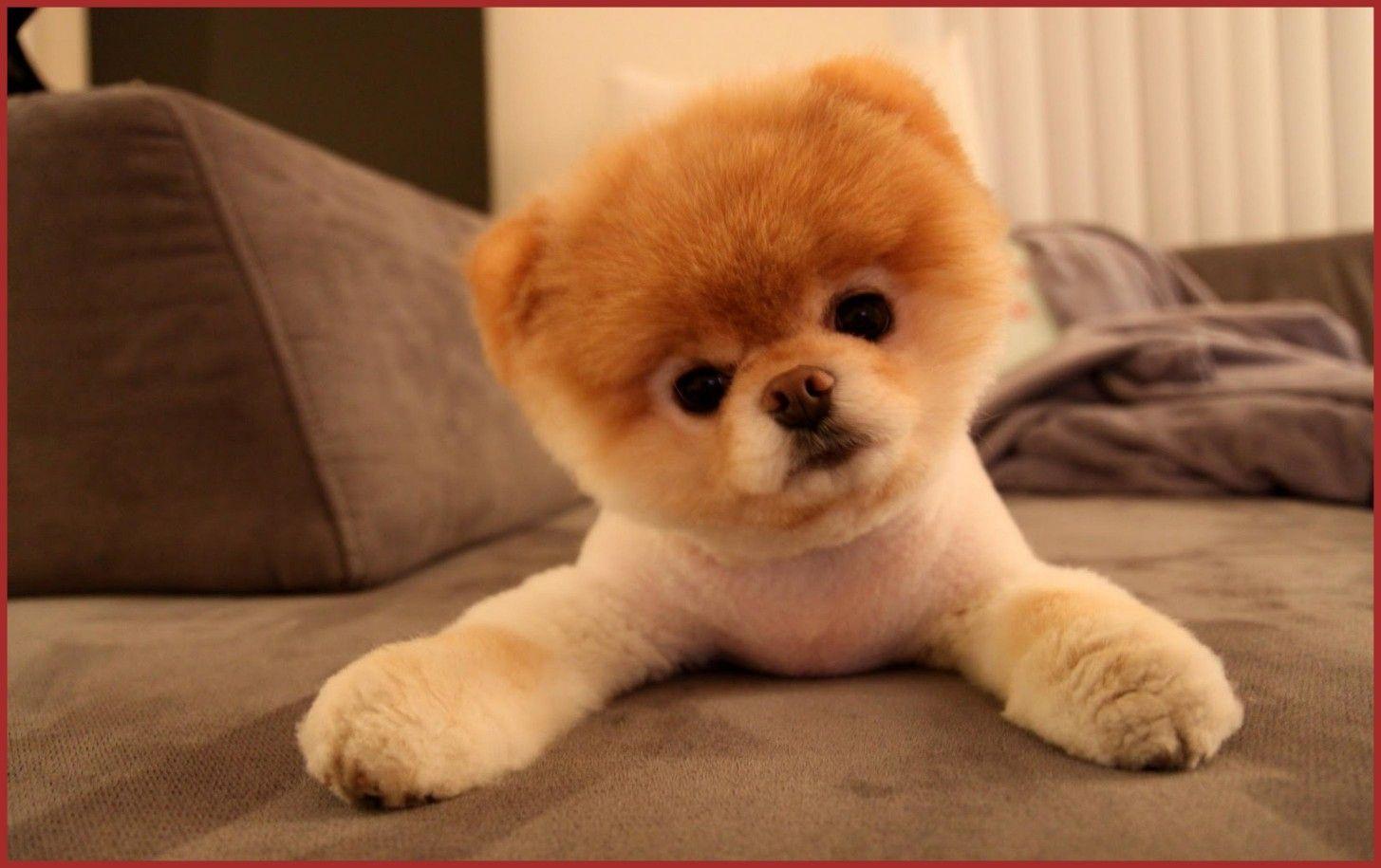 Stunning Cute Dog For Android Desktop Wallpaper Box Pics Pet Ideas