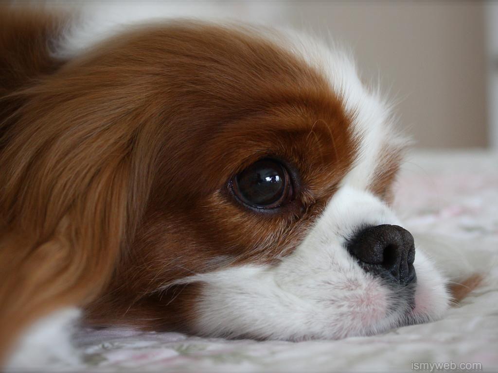 Meng cute pet dog Wallpaper Download 8. Wallpaper. Dog