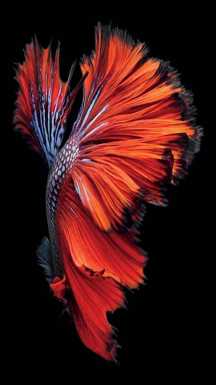 iPhone 6s Fish Red Wallpaper. art. Red wallpaper, Fish
