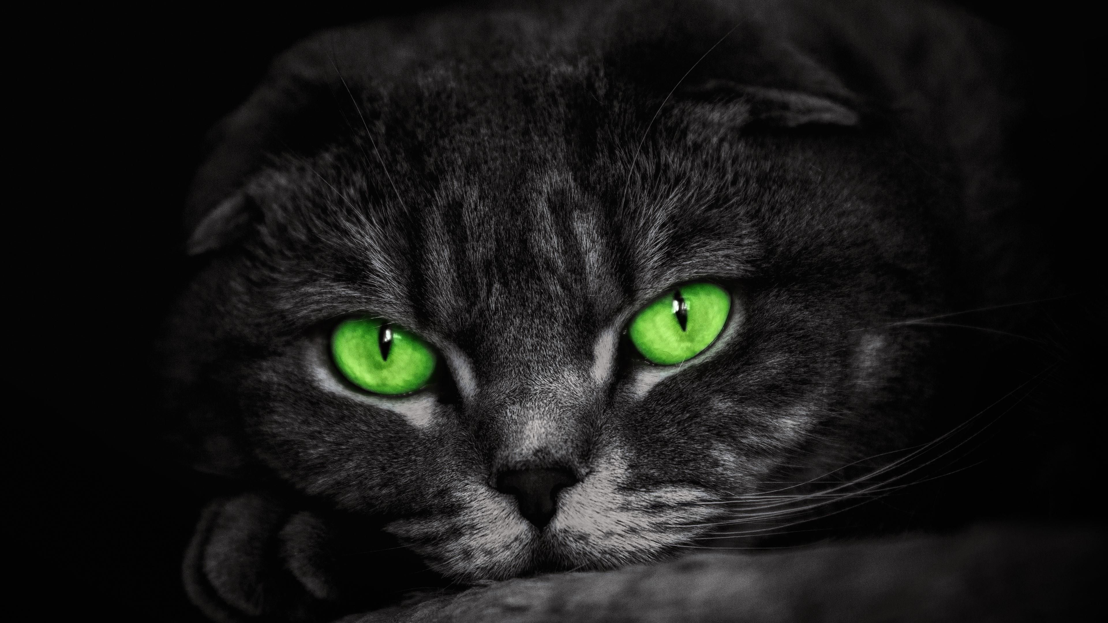 Cat With Green Eyes Wallpaper. Wallpaper Studio 10