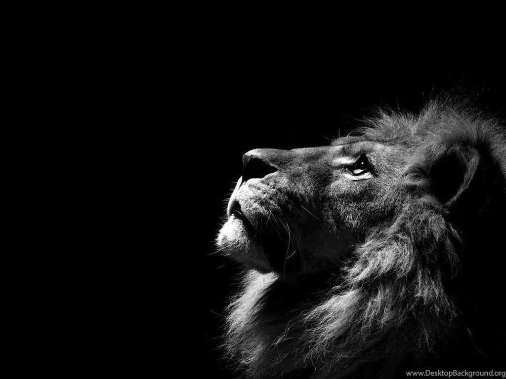 White Lion Background Desktop Background