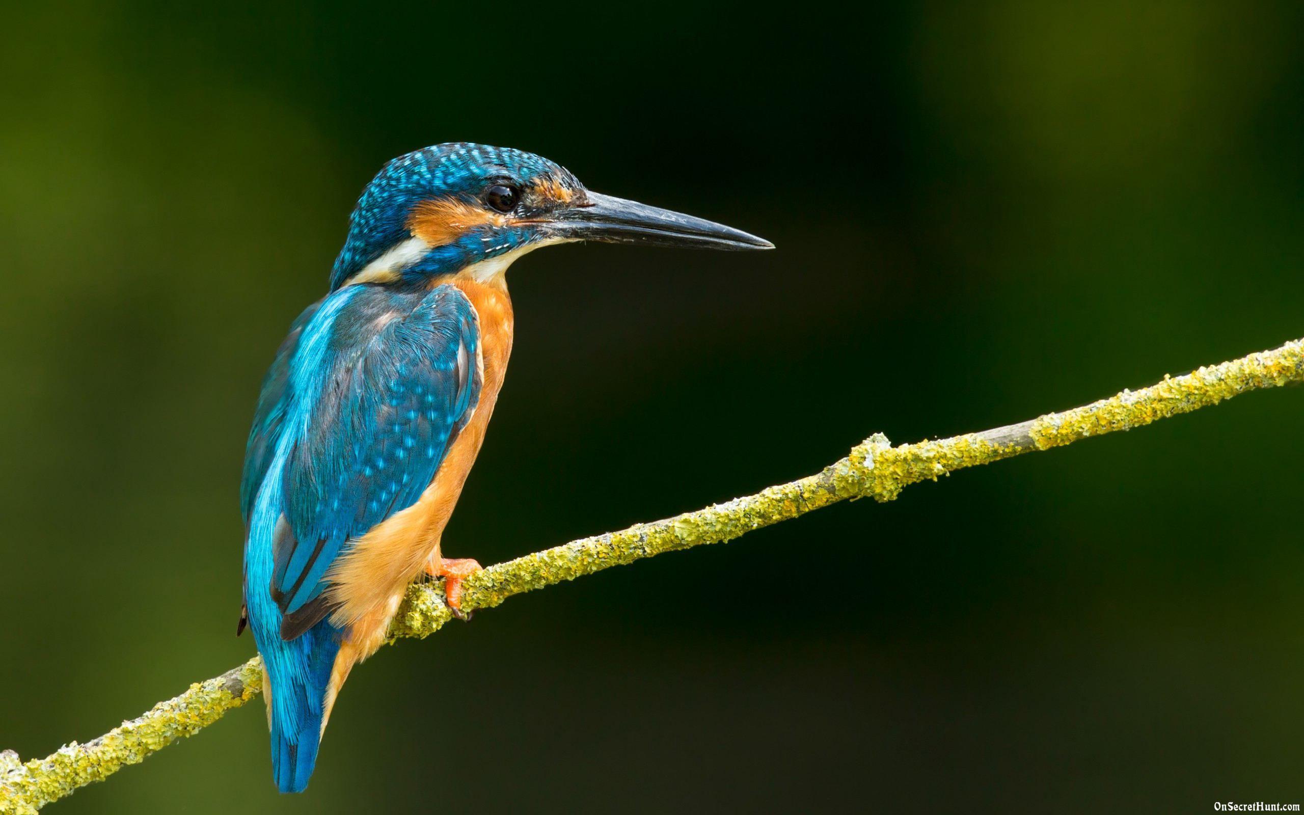Birds Wallpapers, 46 Best HD Photos of Birds, 4K Ultra HD Birds