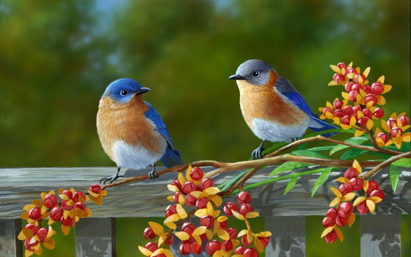 Download Colorful Birds HD Wallpaper. Full Widescreen Desktop