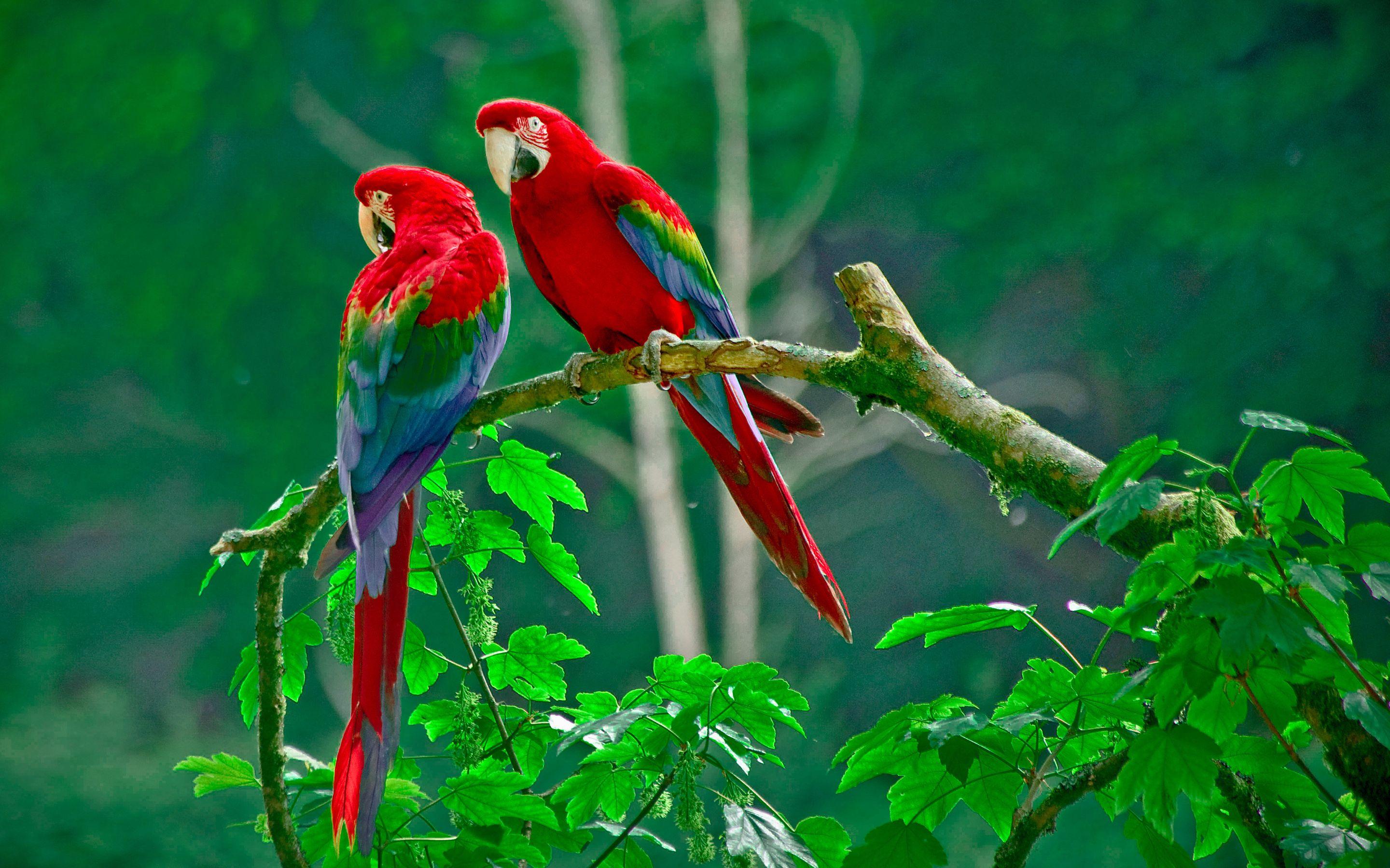 Parrots Paradise Wallpaper