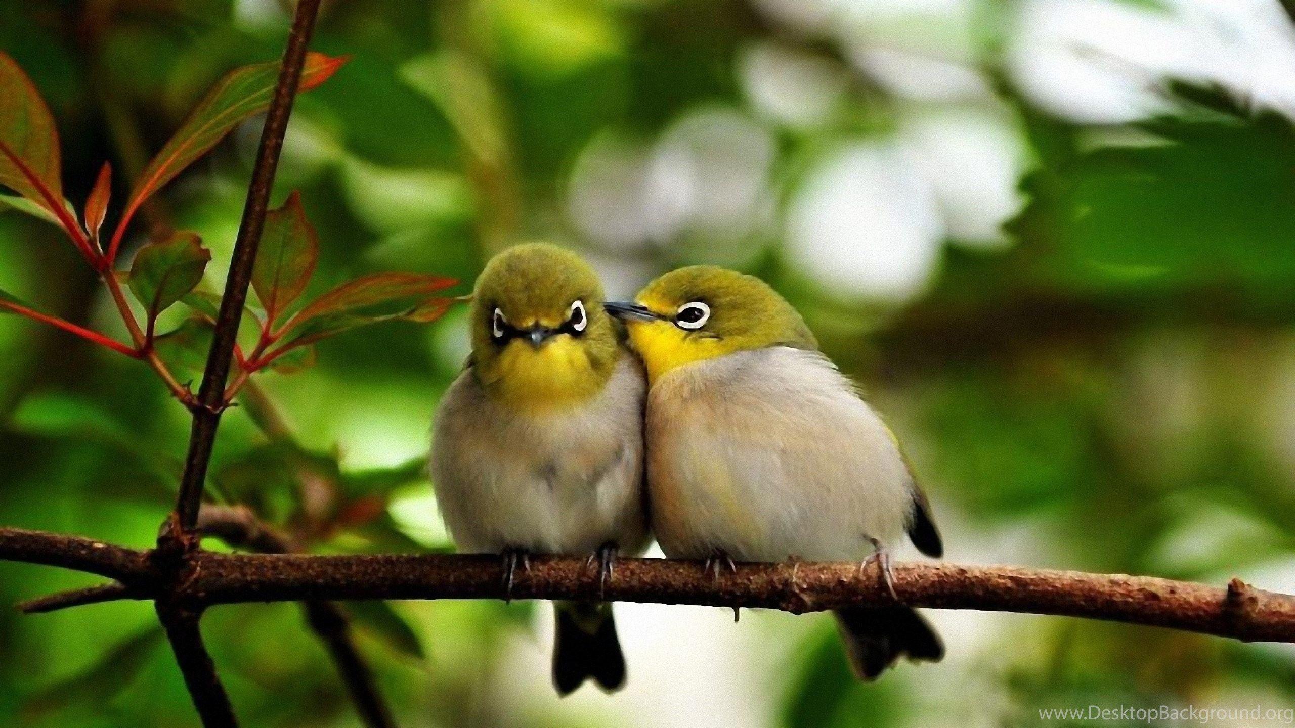 Love Birds Wallpaper HD For Desktop Download Of Cute Birds Desktop