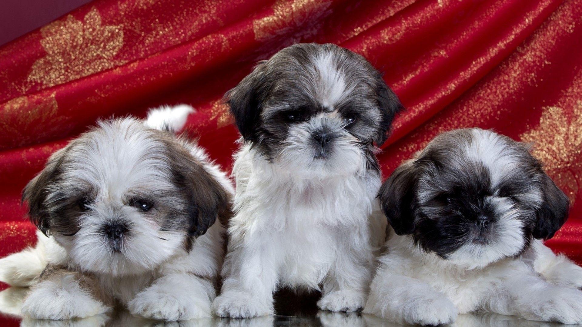 Shih Tzu Puppies HD Wallpaper. Background Imagex1080