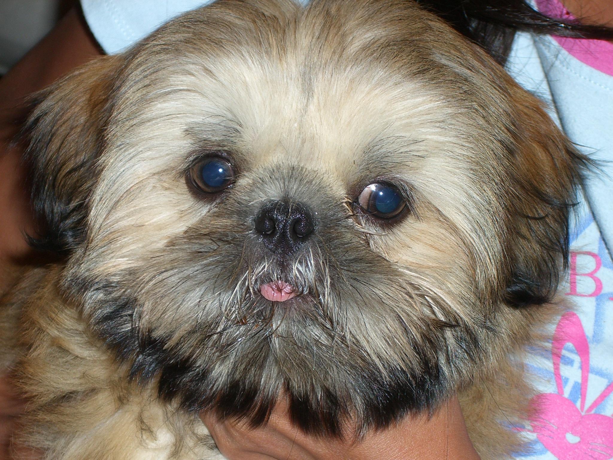 Shih Tzu Puppy HD desktop wallpaper, Widescreen, High Definition
