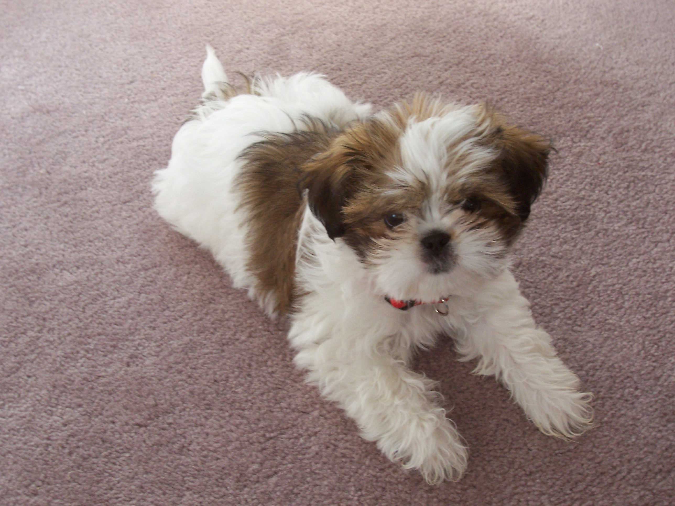 Hd Shih Tzu Puppy Photo
