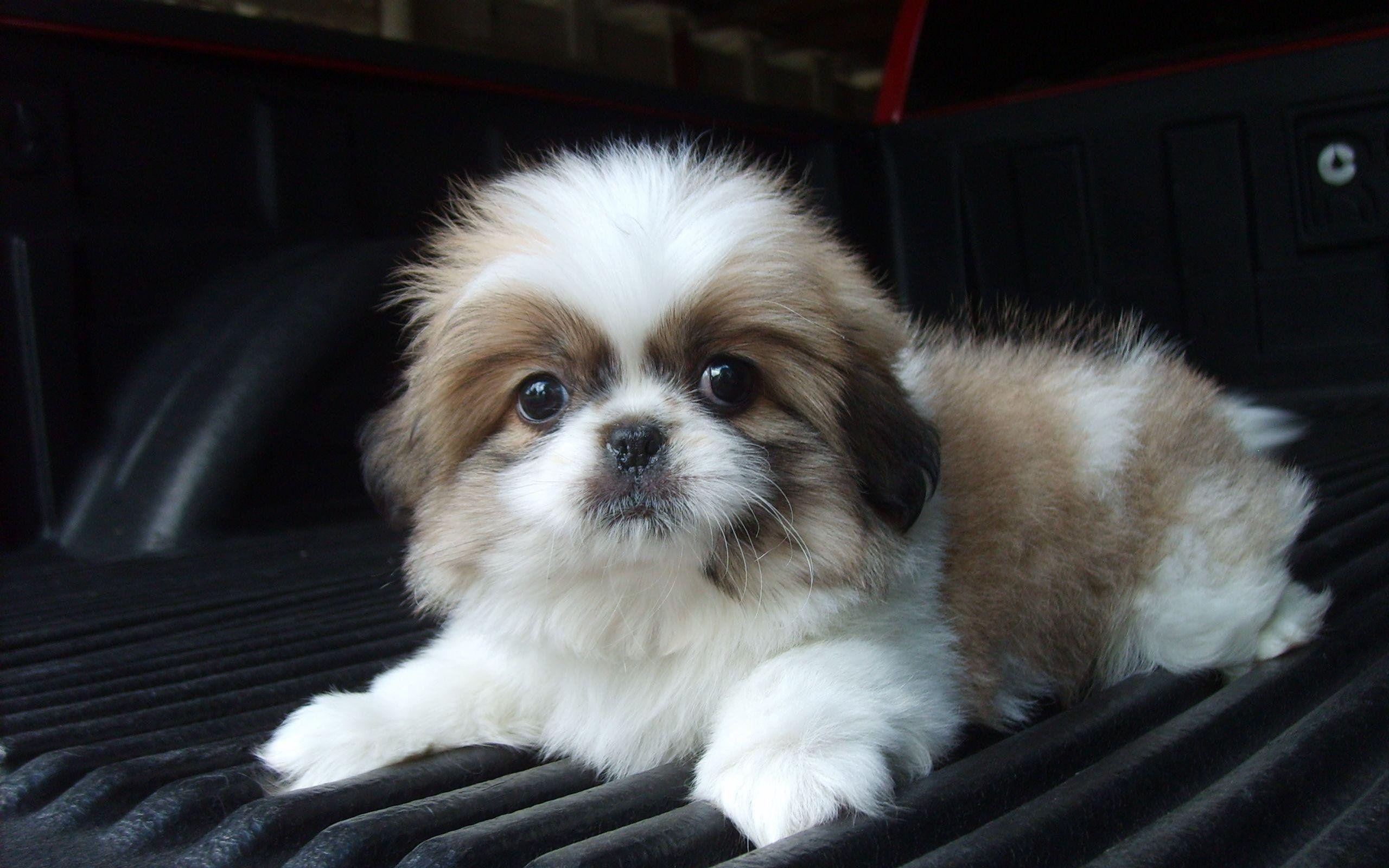 Shih Tzu HD