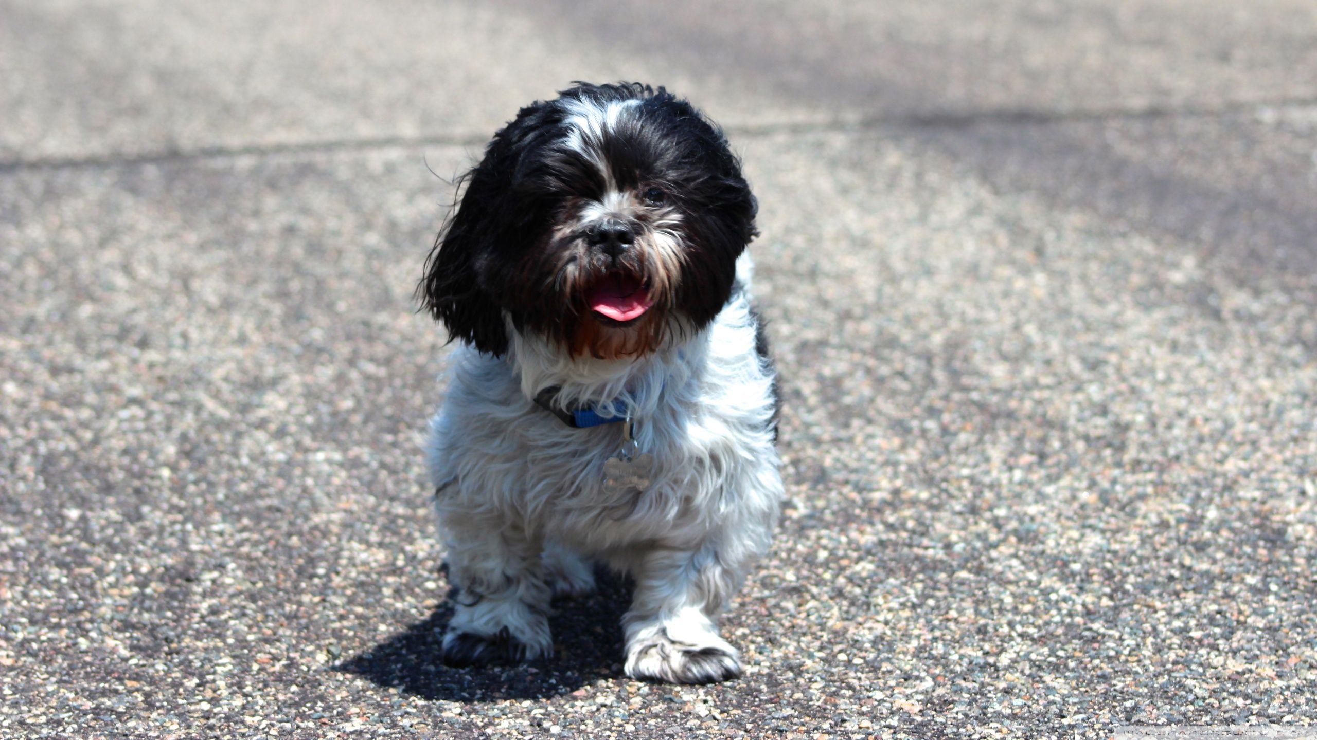 Shih Tzu ❤ 4K HD Desktop Wallpaper for 4K Ultra HD TV • Wide
