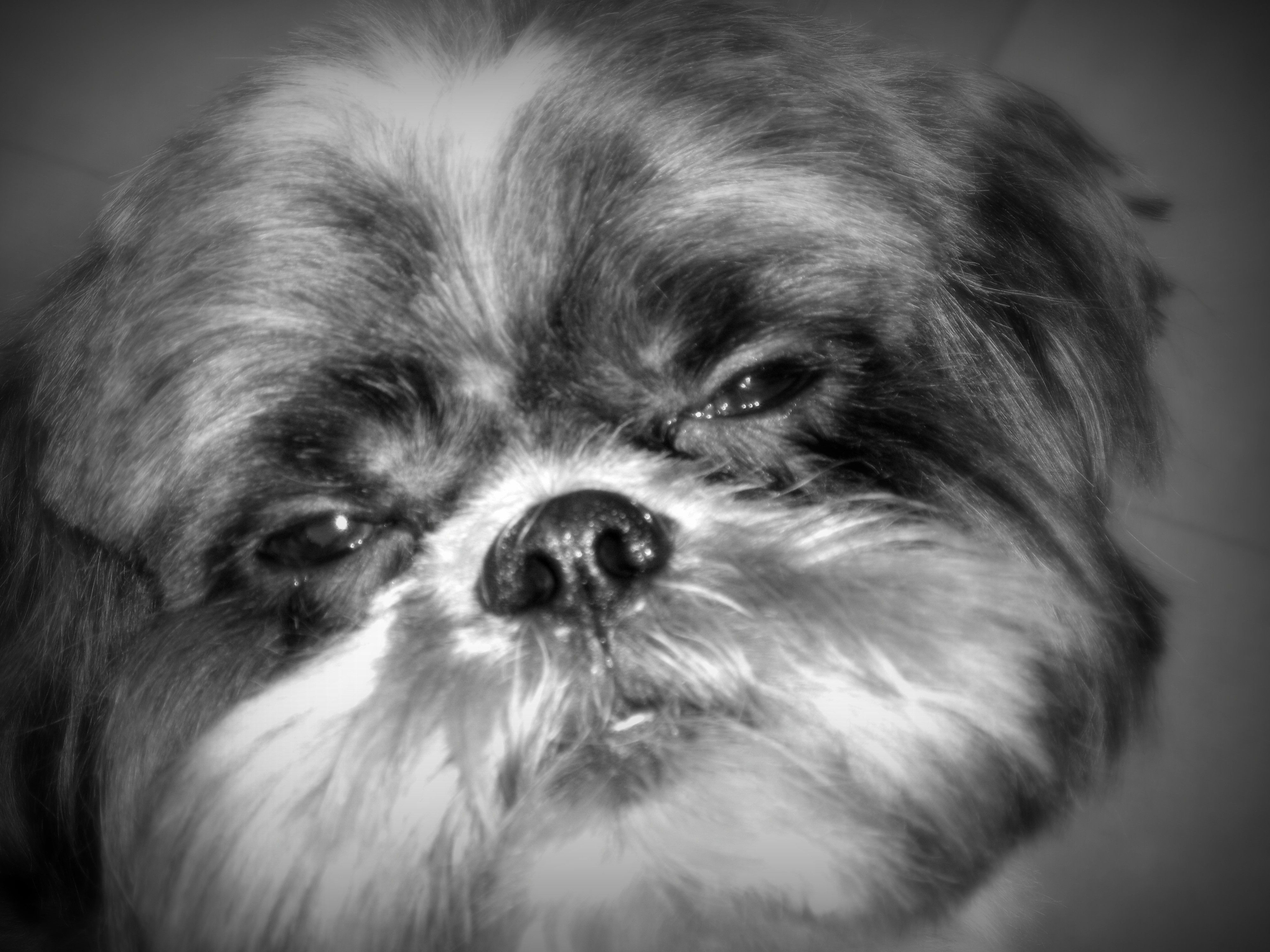 Dogs Shih Tzu Christmas Desktop Dog Wallpaper Dogs for HD 16:9