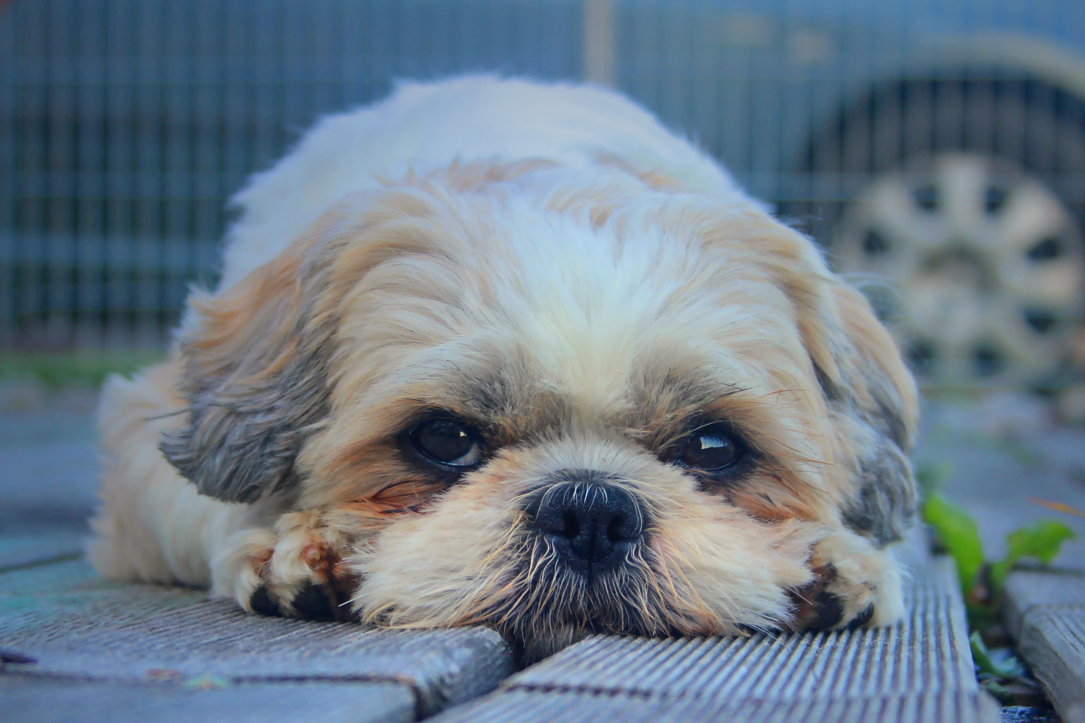 wallpaper shih tzu, dog, muzzle HD, Widescreen, High Definition