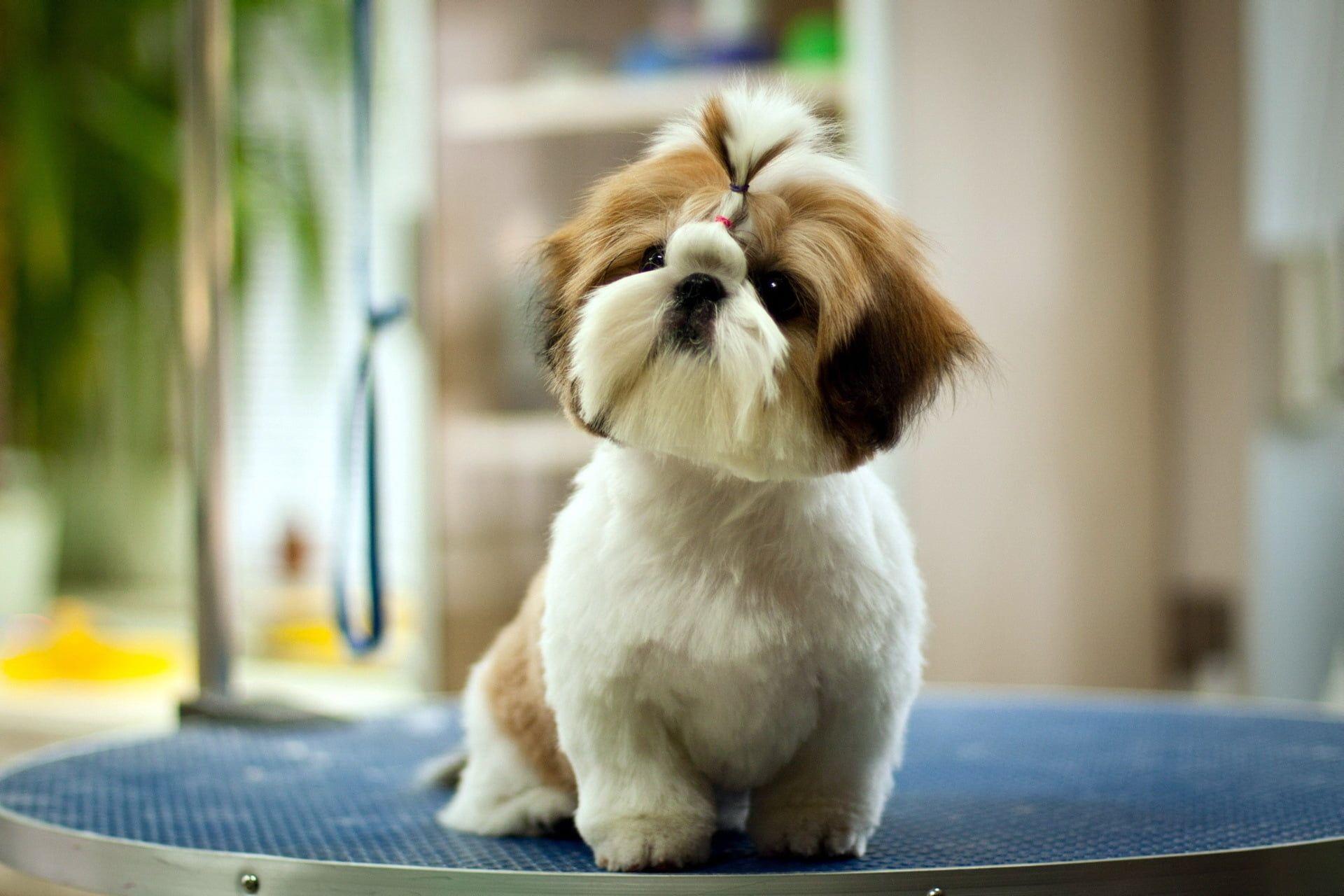 Shih Tzu Dogs Wallpapers - Wallpaper Cave