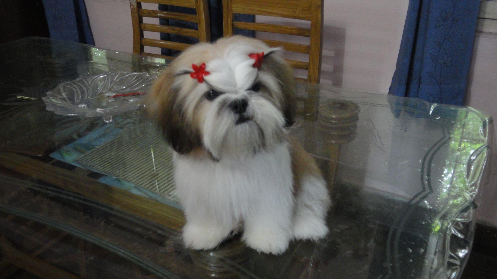 Muffin. Modern Dog magazine